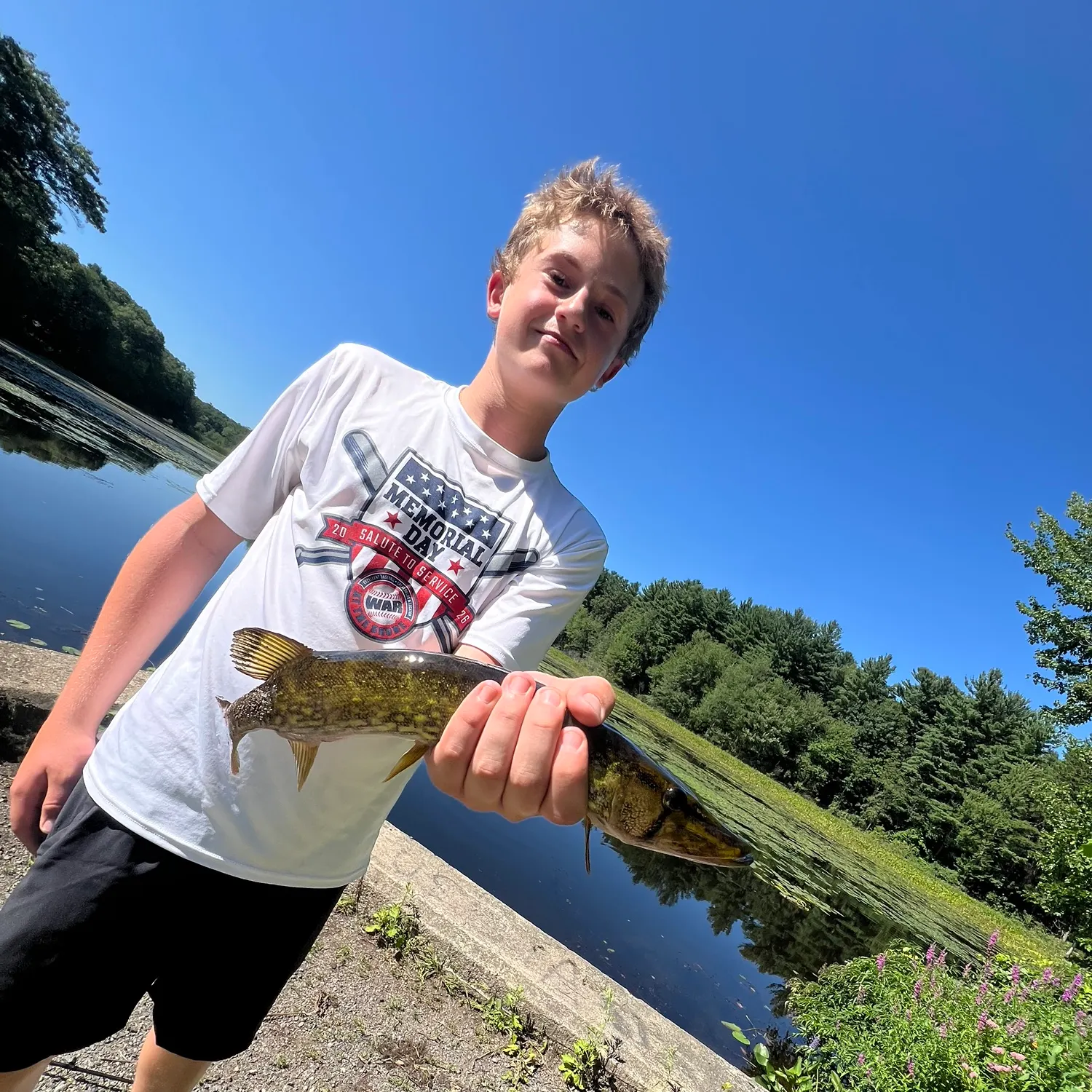 Chain pickerel caught on Fishbrain