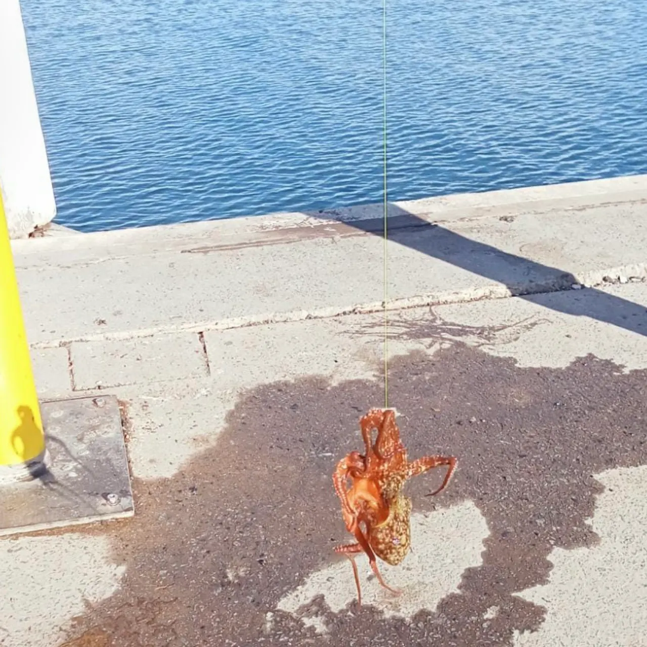 The most recent Hammer octopus catches on Fishbrain