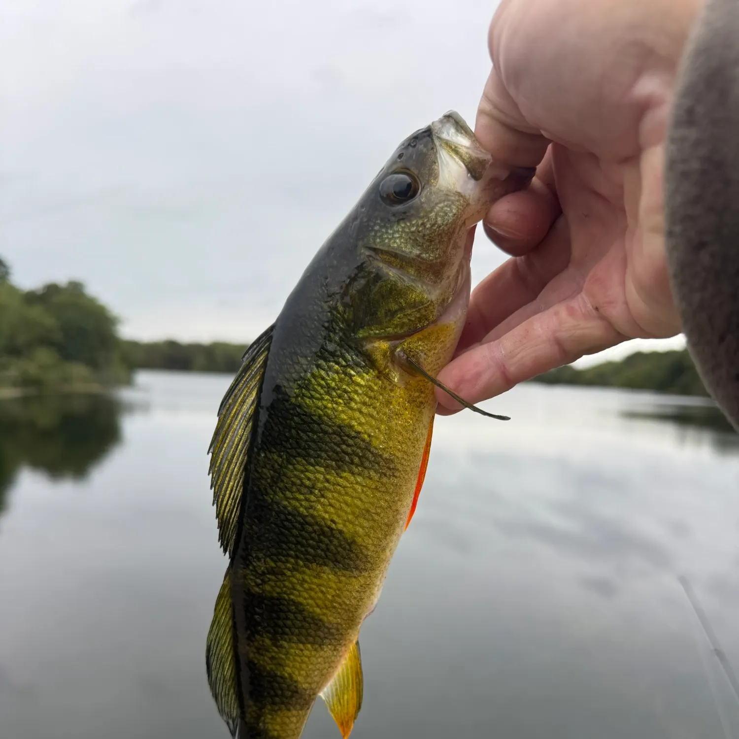 Yellow perch caught on Fishbrain