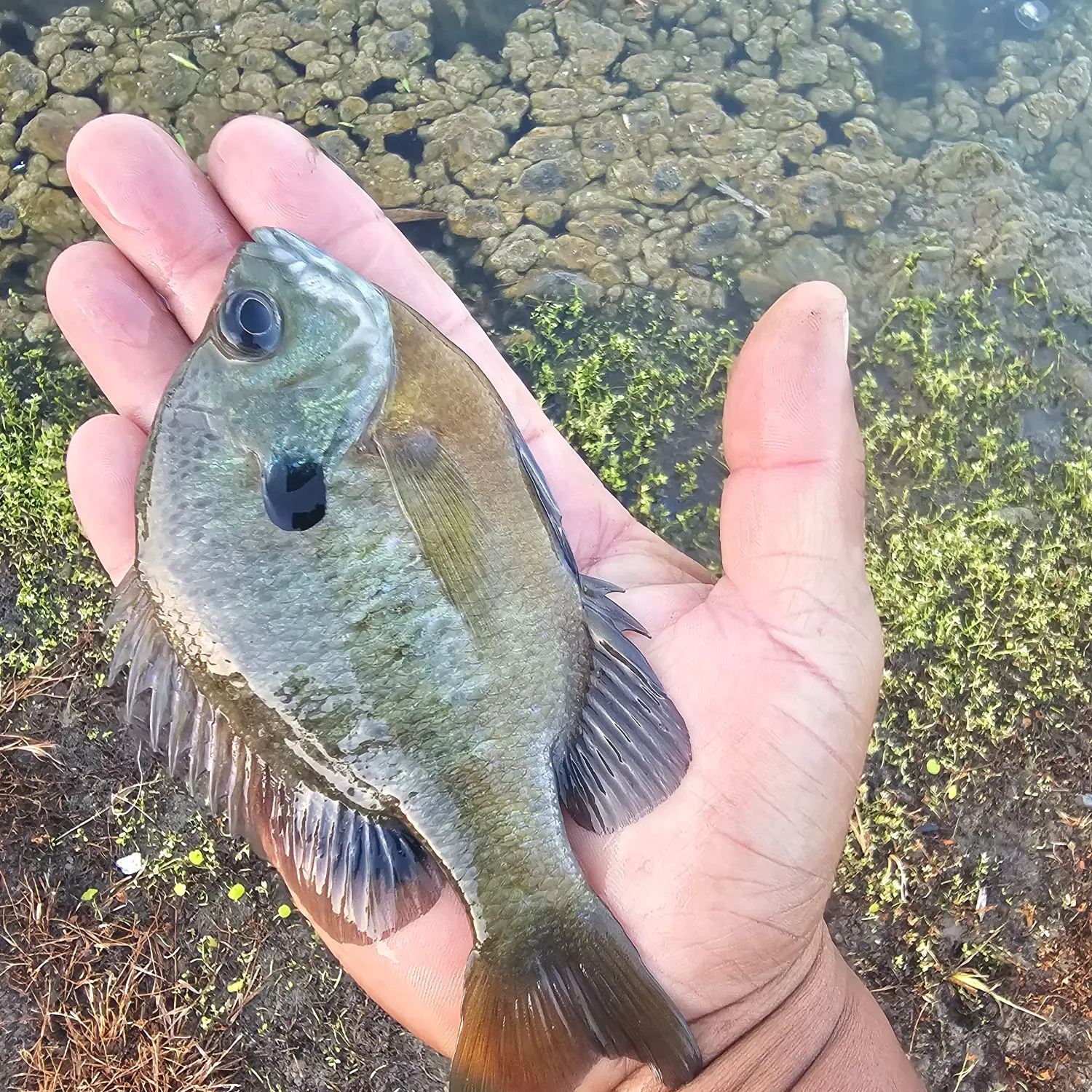 Bluegill caught on Fishbrain