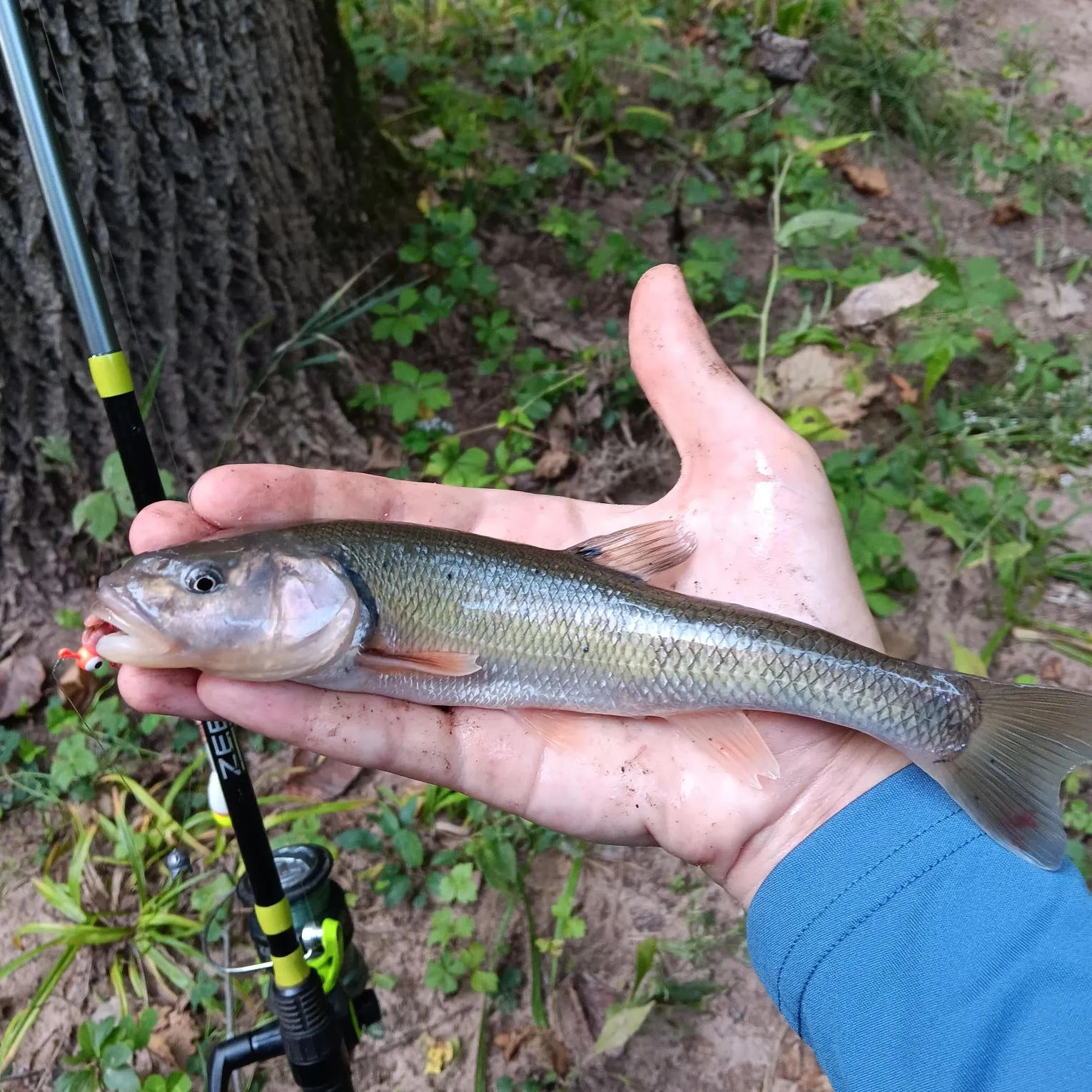 Creek chub caught on Fishbrain