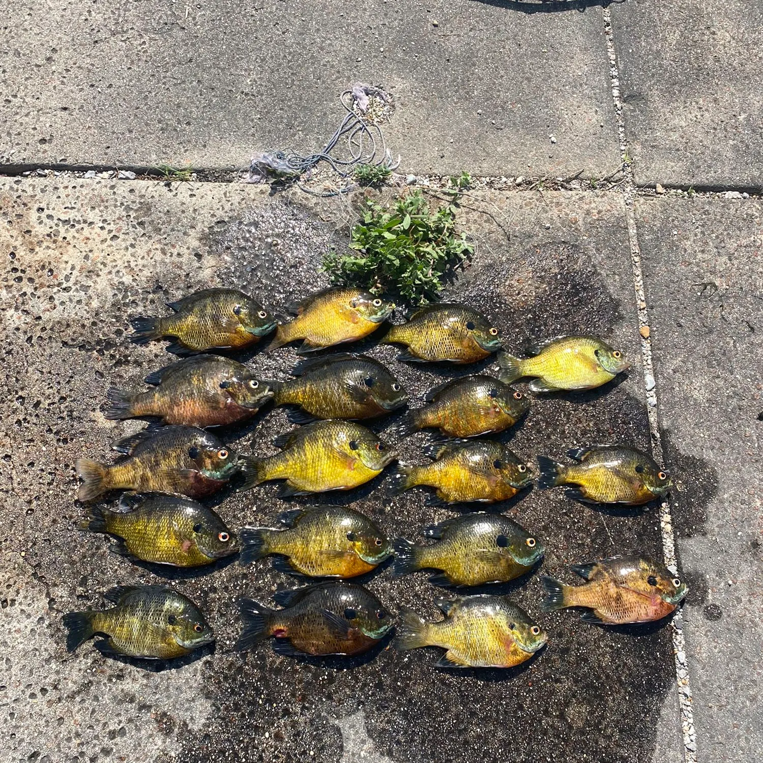 recently logged catches