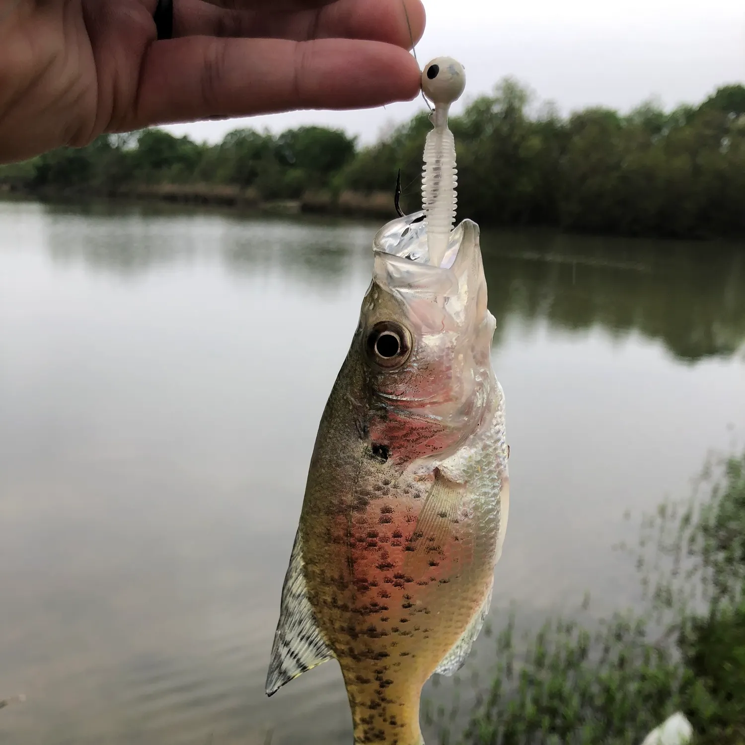 angler catch