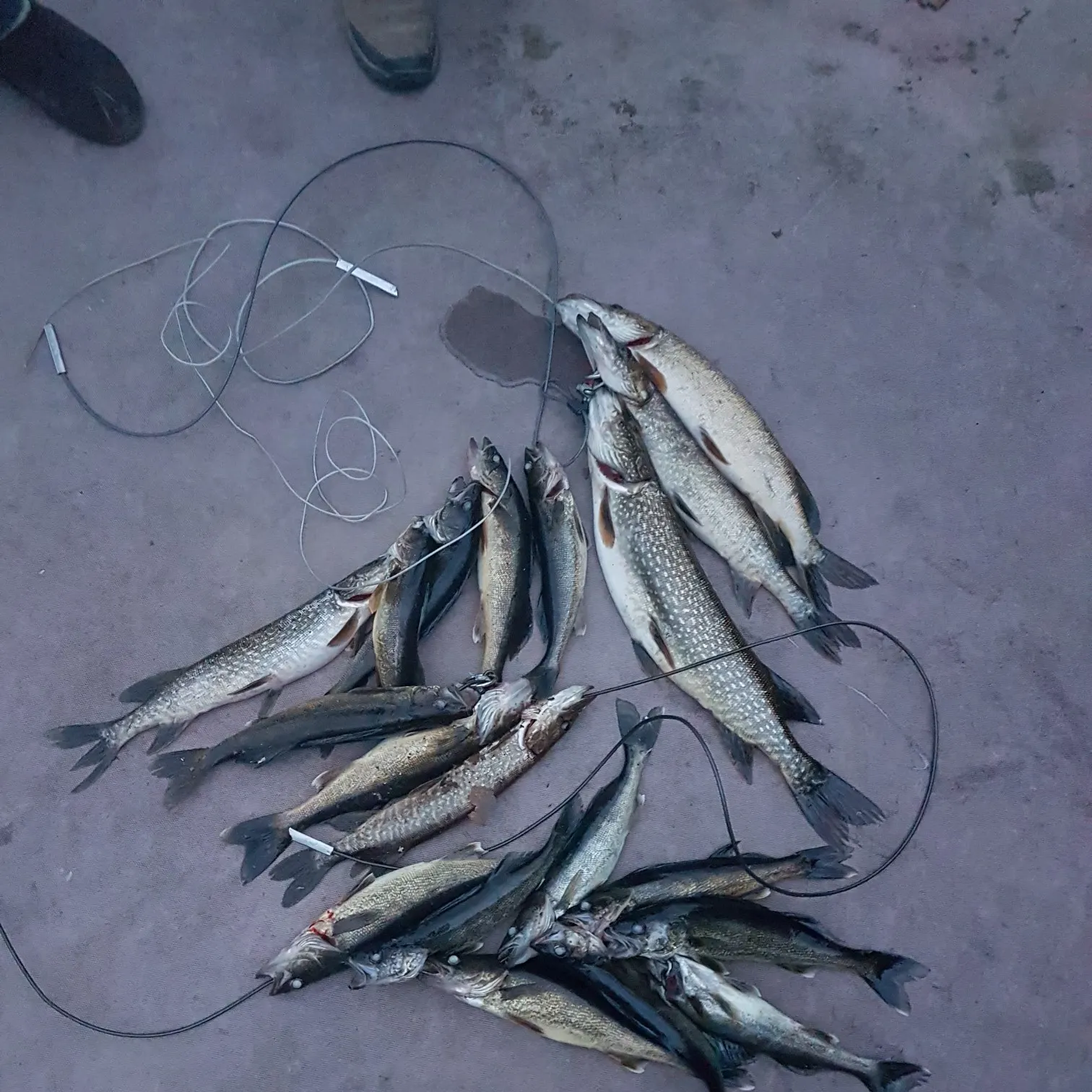 recently logged catches