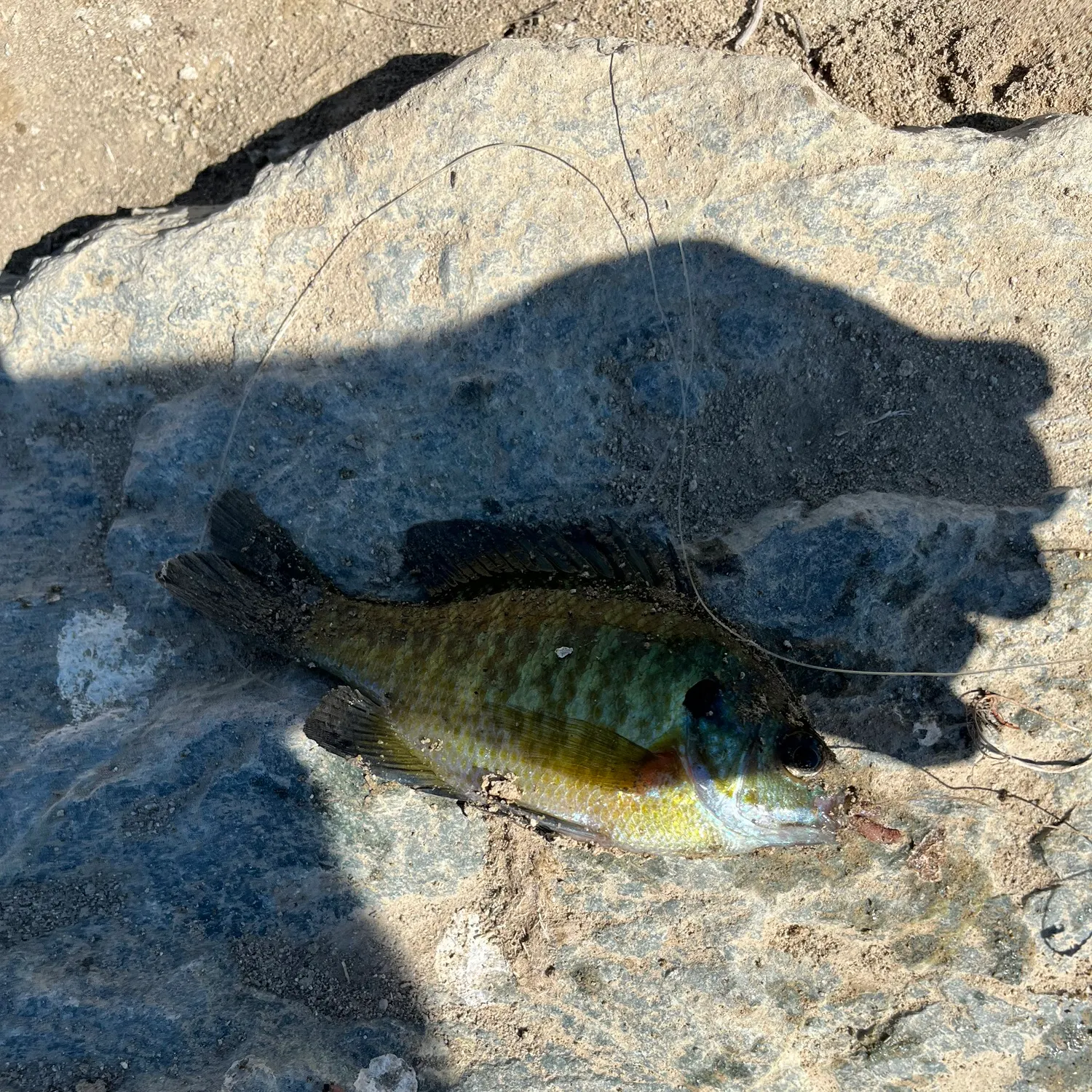 Bluegill caught on Fishbrain