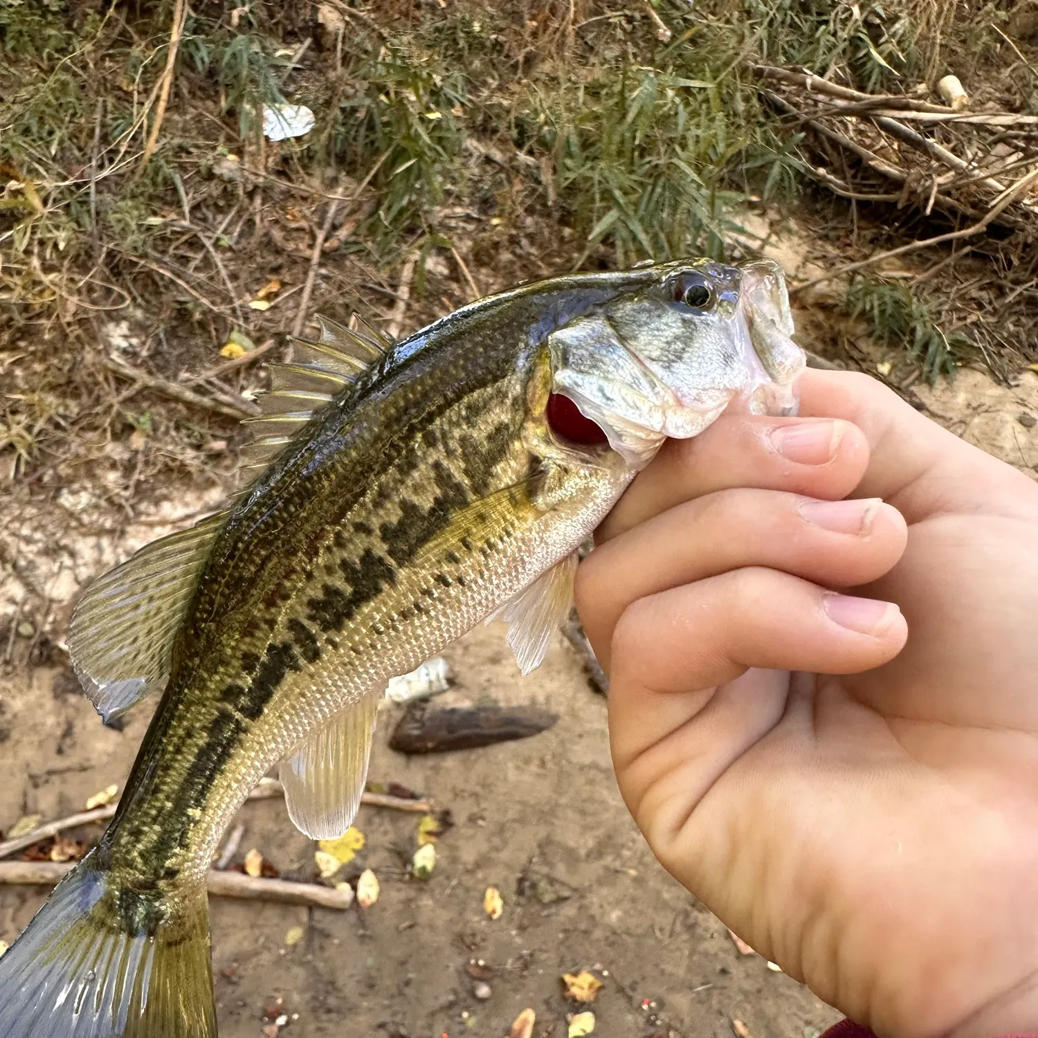Spotted bass caught on Fishbrain