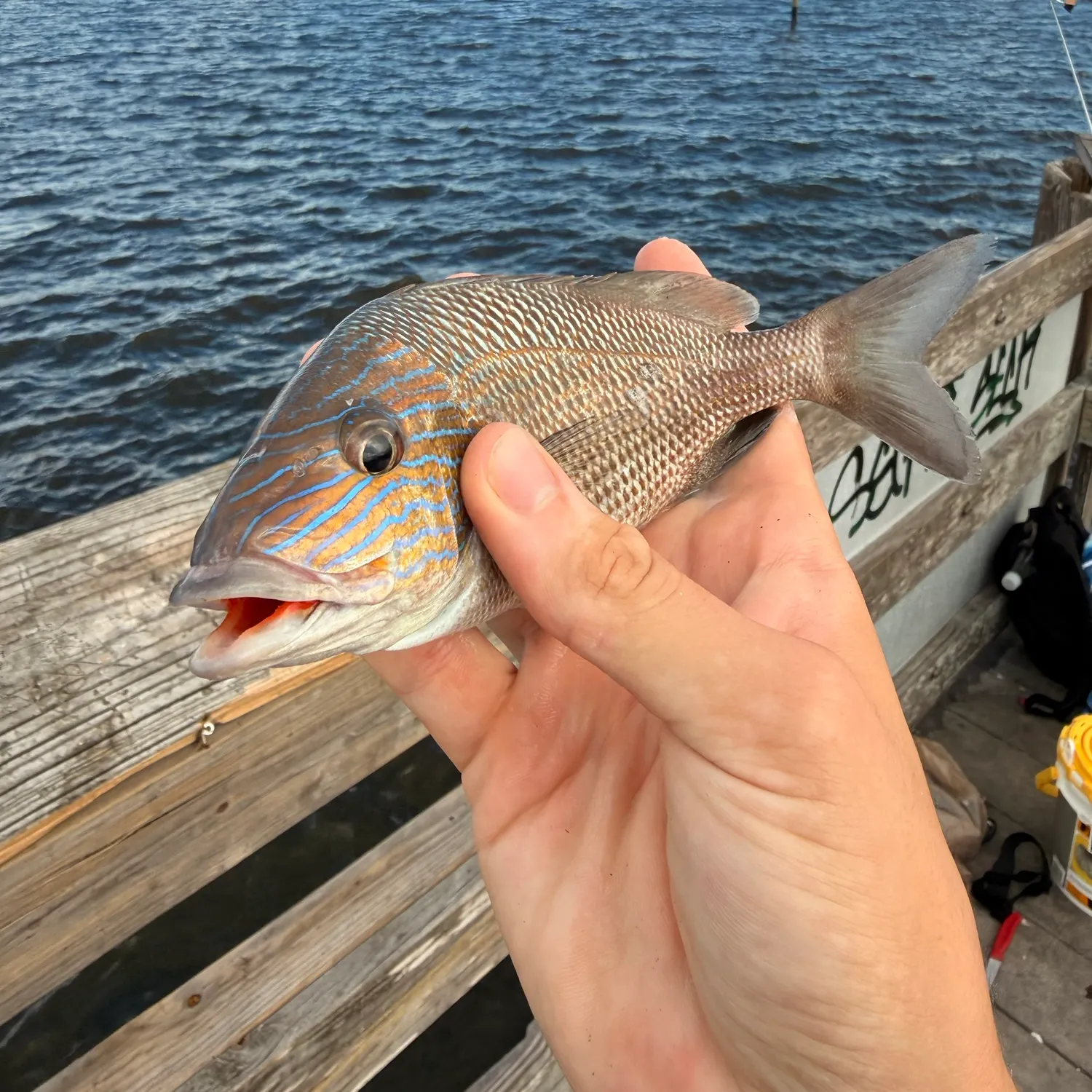 White grunt caught on Fishbrain