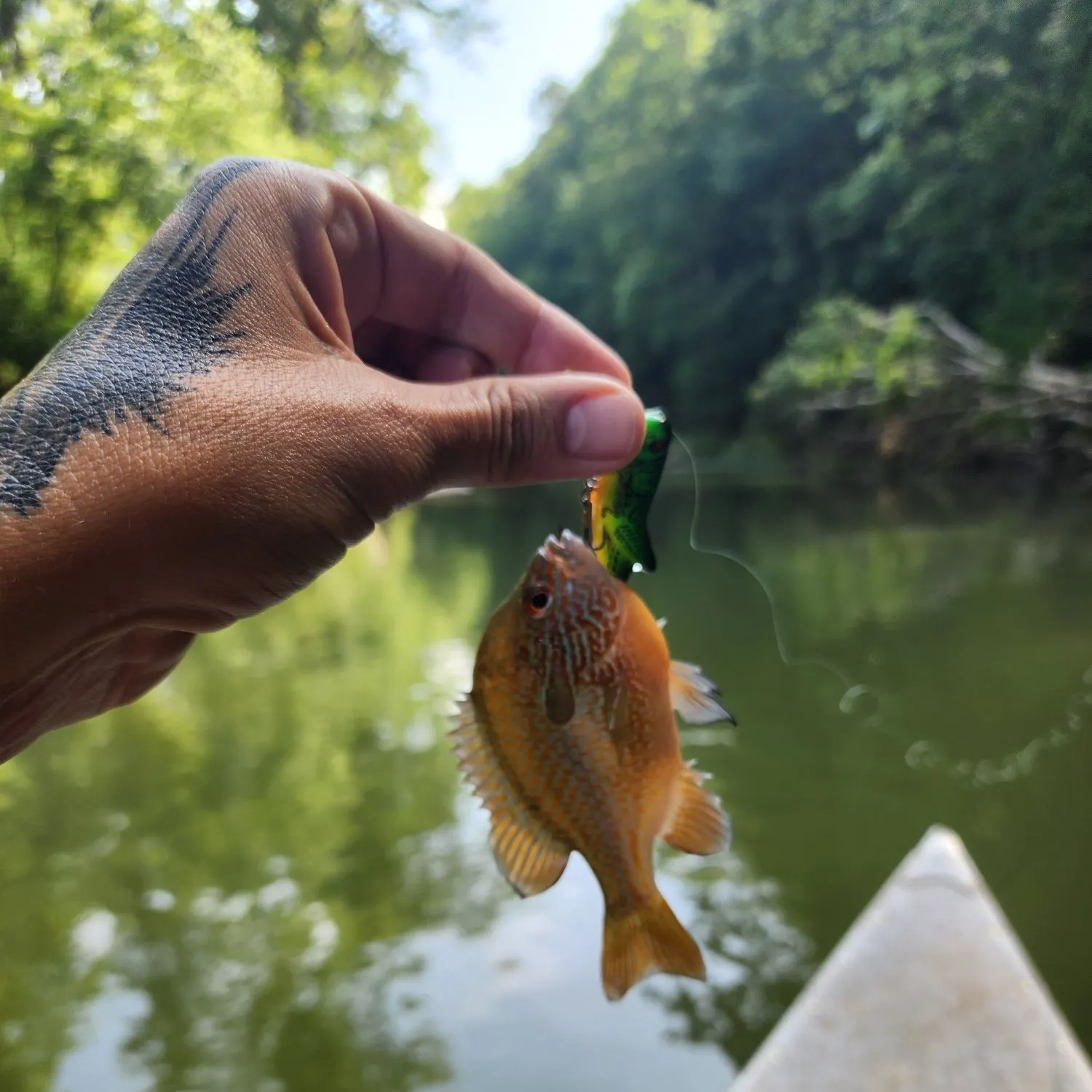 recently logged catches