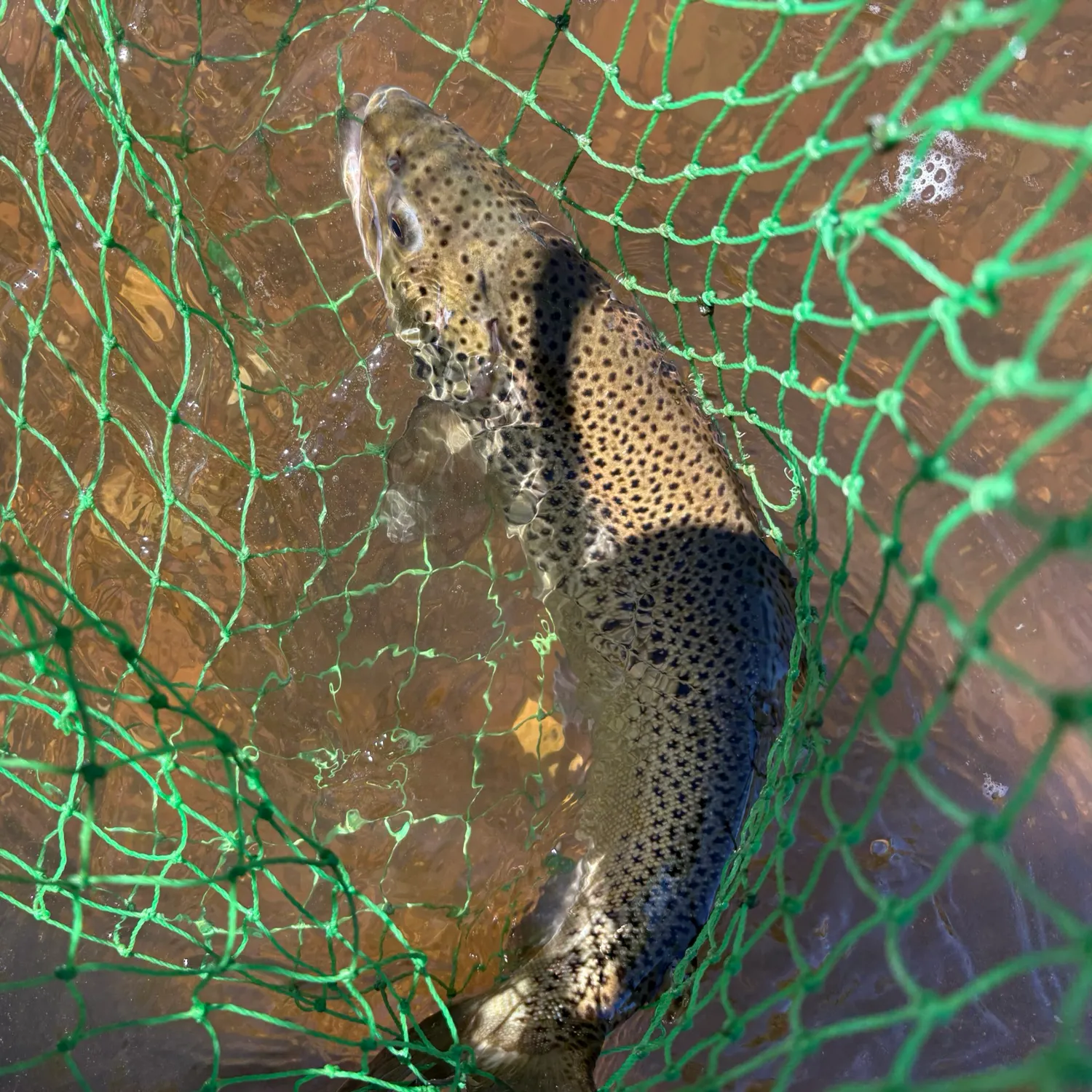 Brown trout caught on Fishbrain