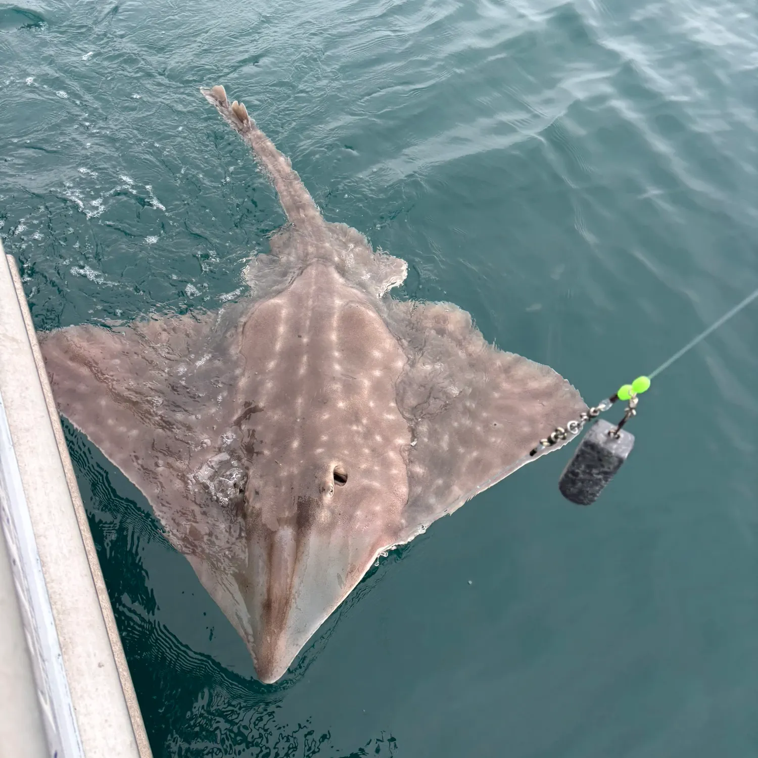 The most recent Southern stingray catches on Fishbrain