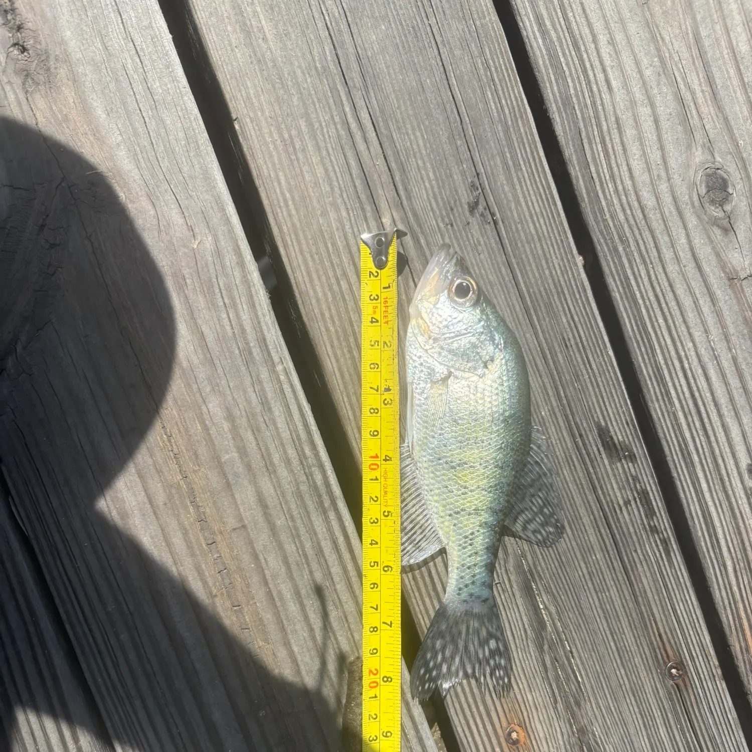 recently logged catches