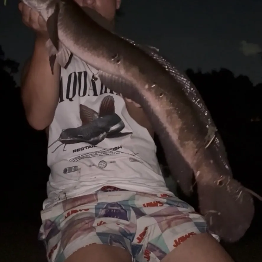 Bullseye snakehead caught on Fishbrain