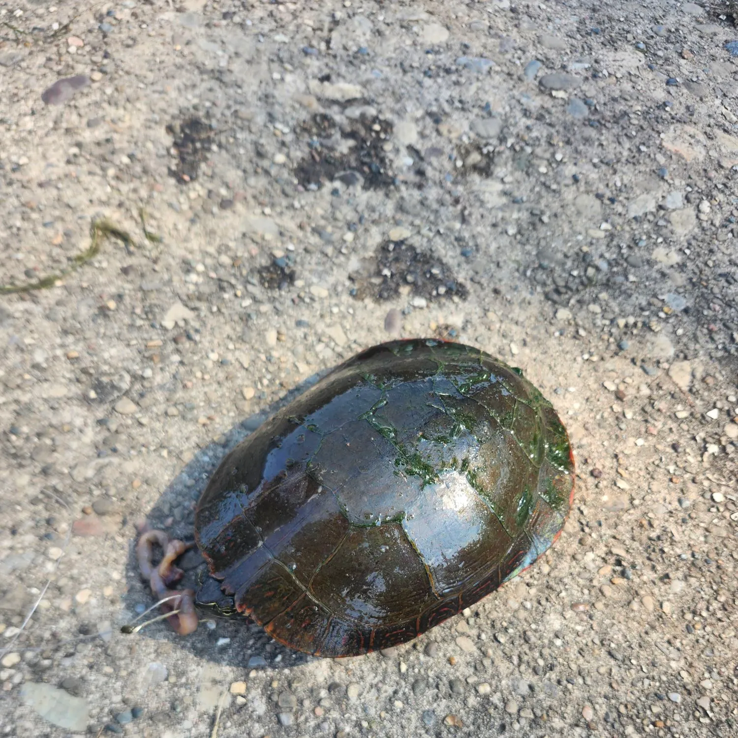 The most recent Texas cooter turtle catches on Fishbrain