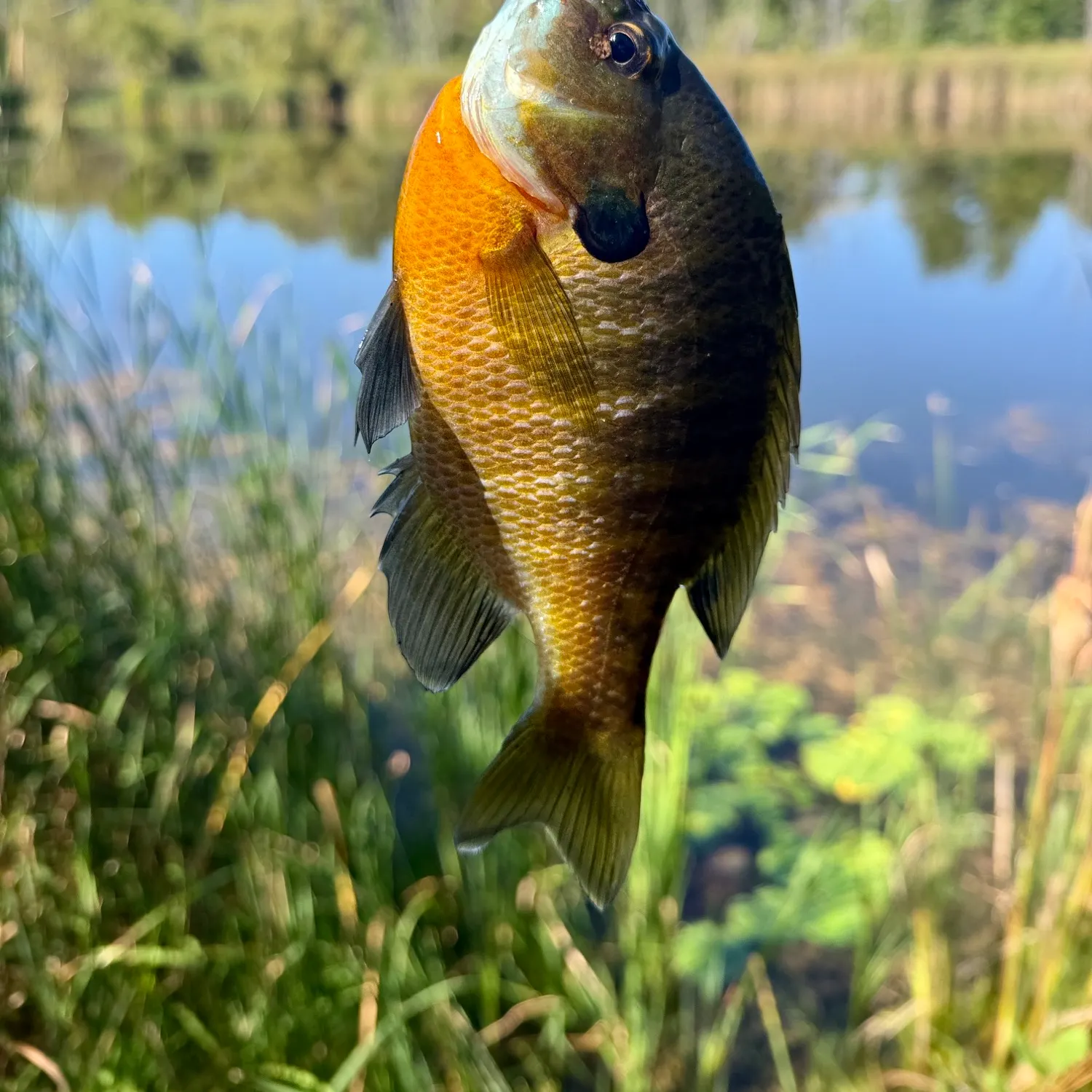 Bluegill caught on Fishbrain