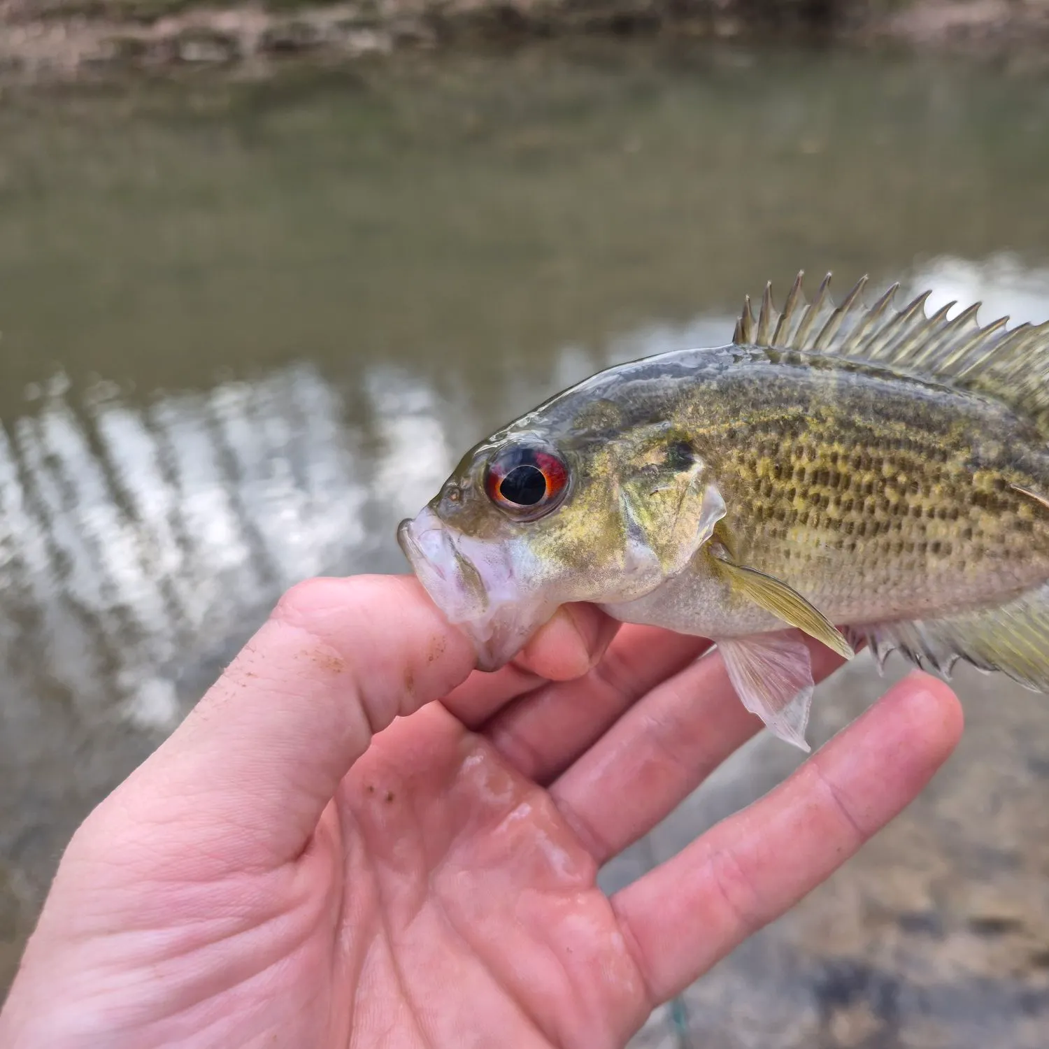 The most recent Rock bass catches on Fishbrain