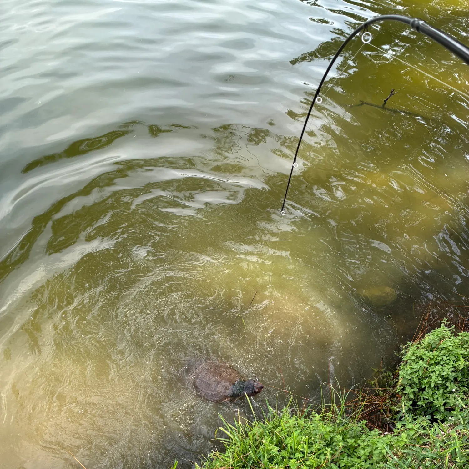 Florida softshell turtle caught on Fishbrain