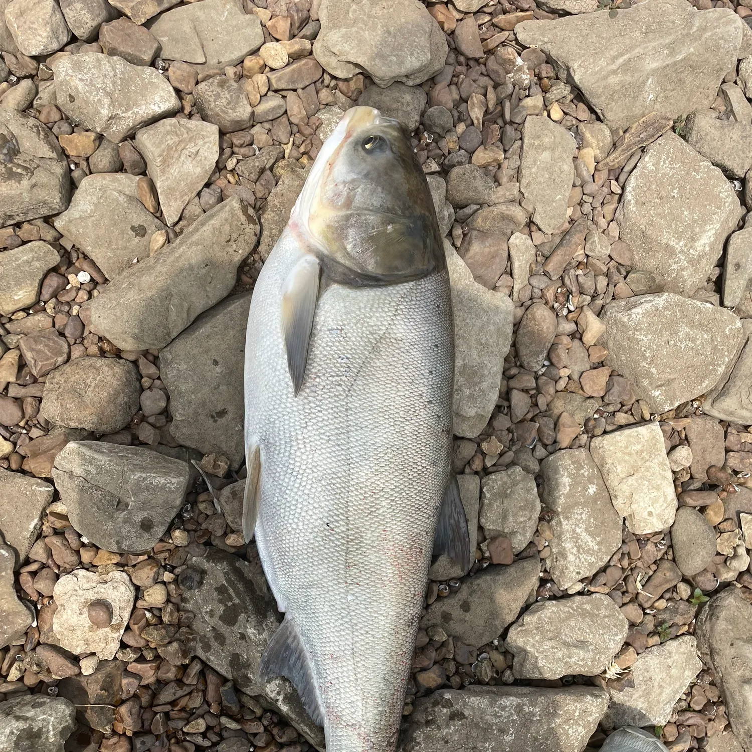 The most recent Silver carp catches on Fishbrain