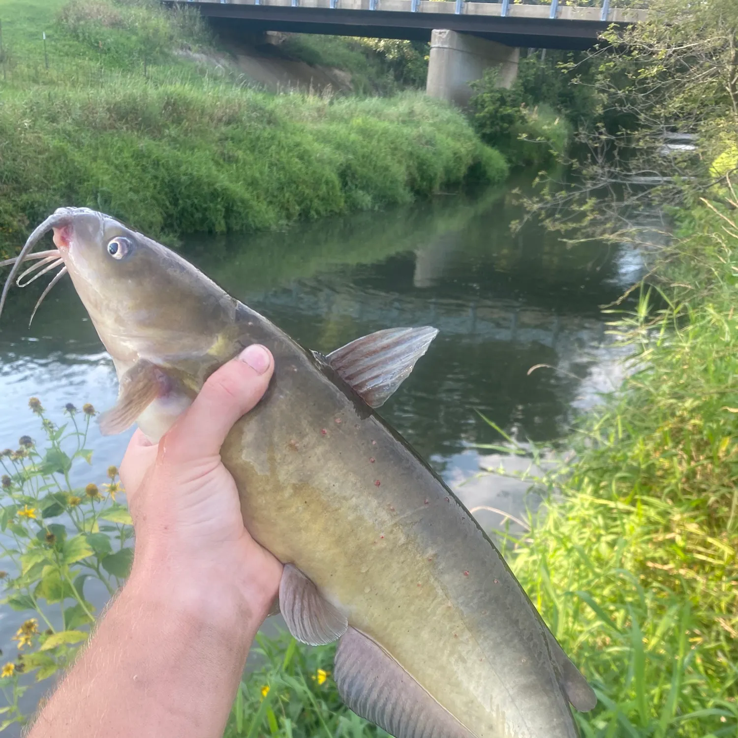 Channel catfish caught on Fishbrain