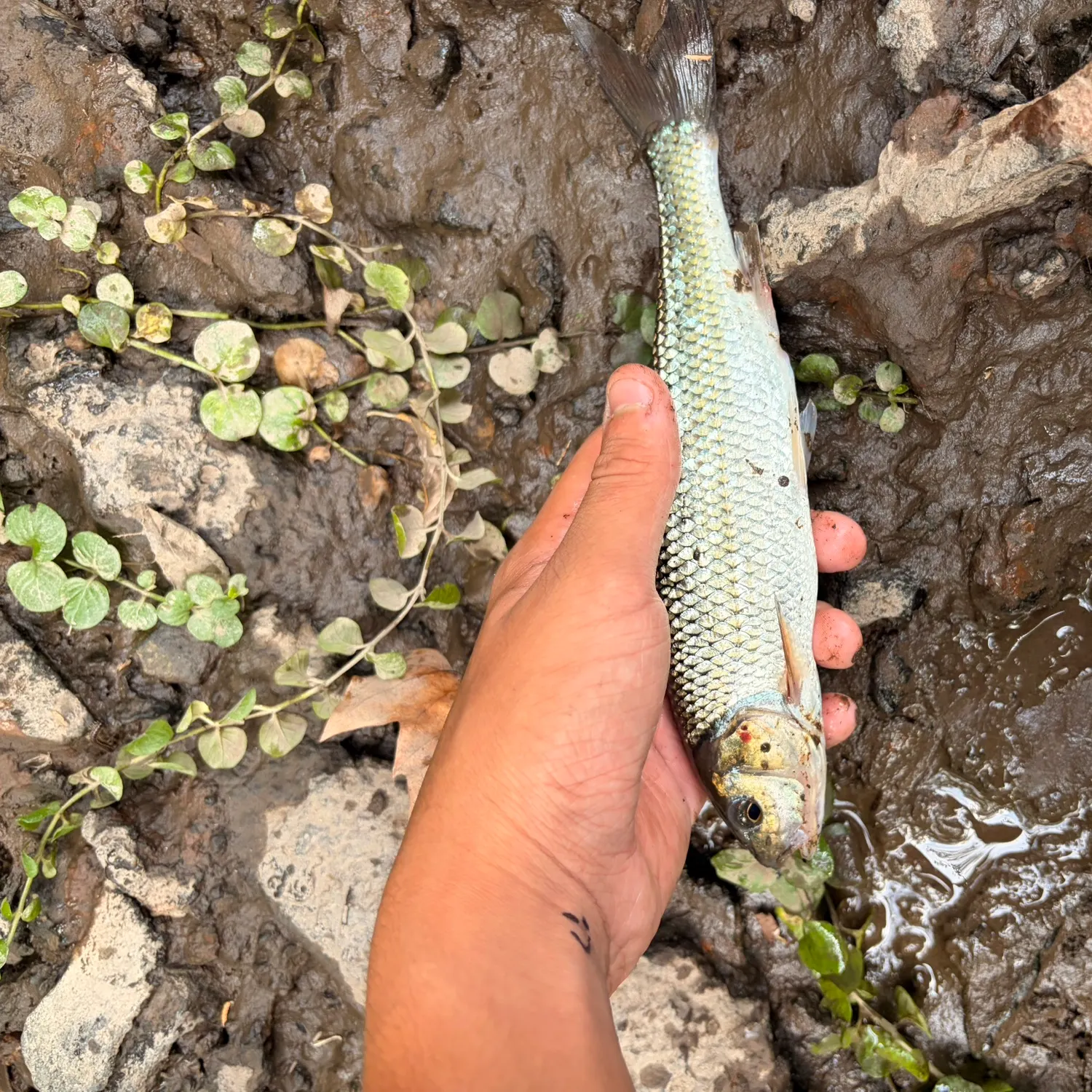Fallfish caught on Fishbrain