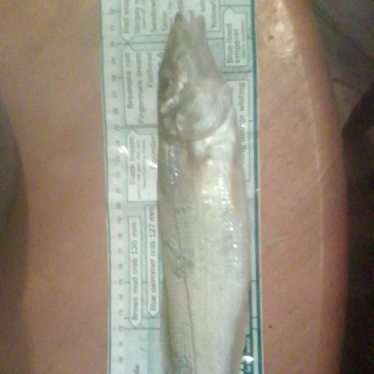 Yellowfin sillago caught on Fishbrain