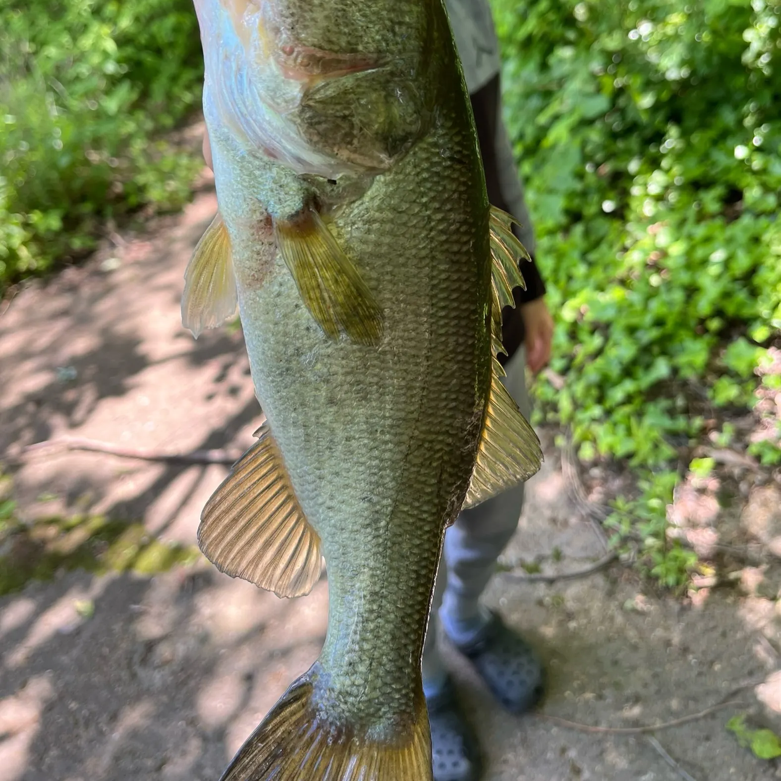 angler catch