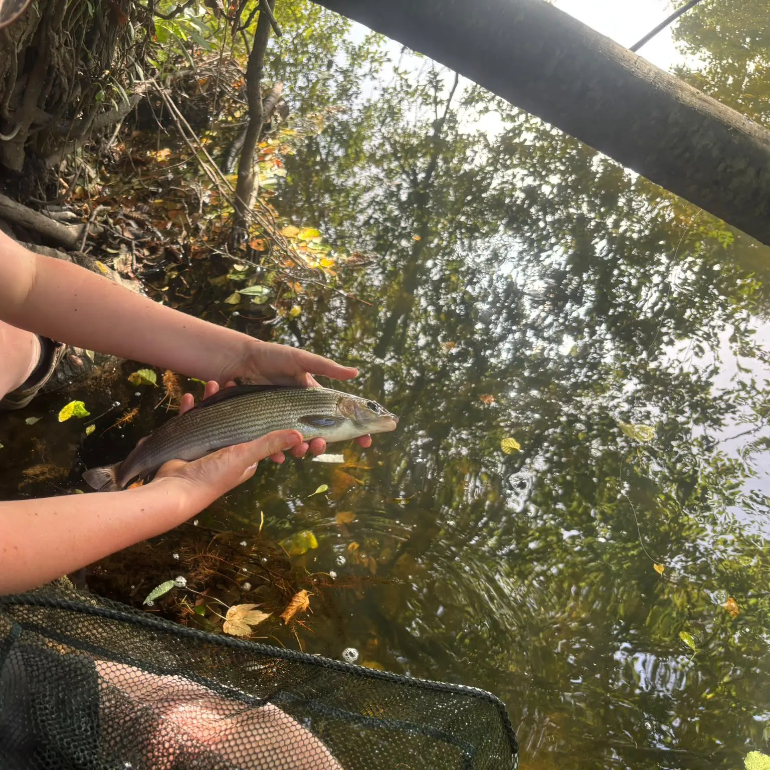 The most recent European grayling catches on Fishbrain