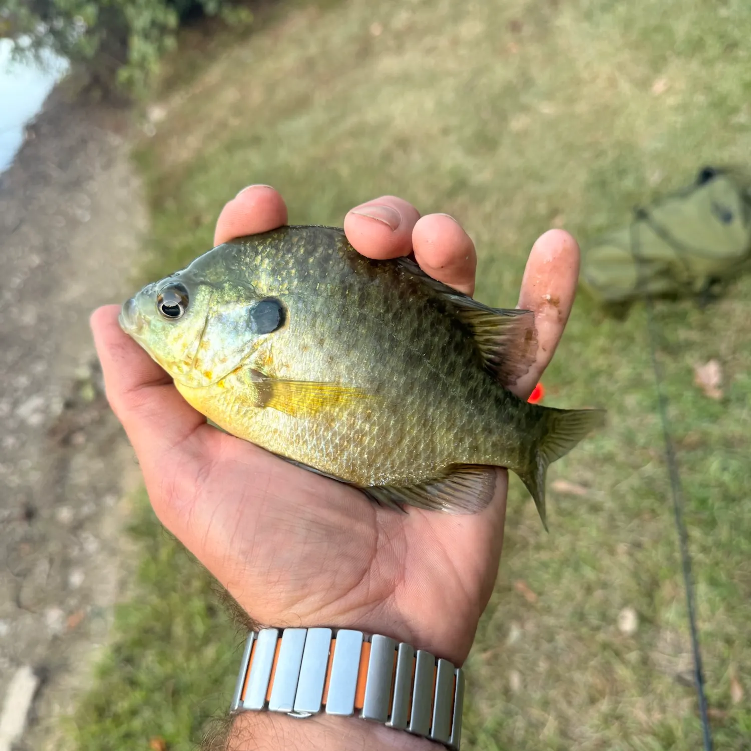 Bluegill caught on Fishbrain