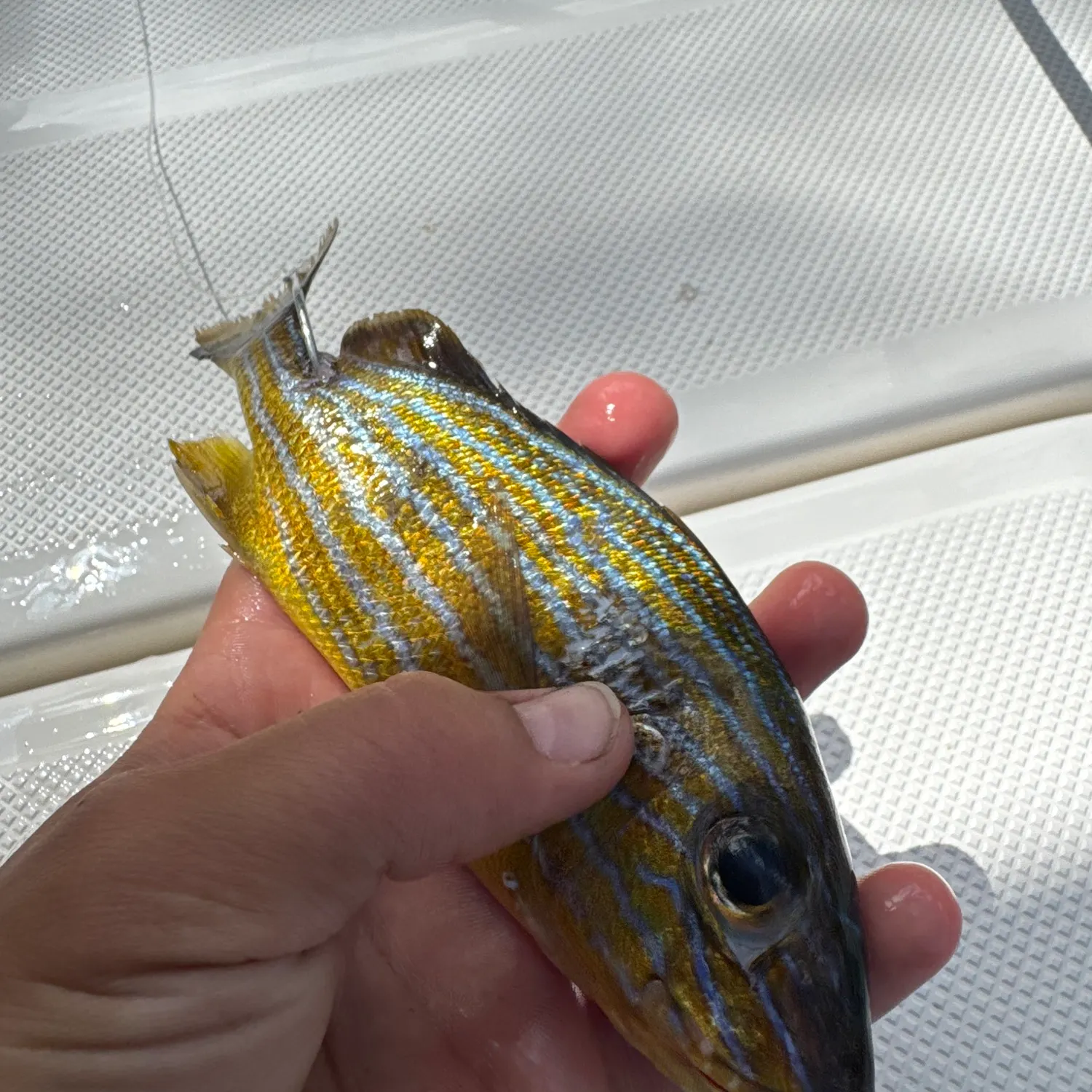 The most recent Atlantic porkfish catches on Fishbrain