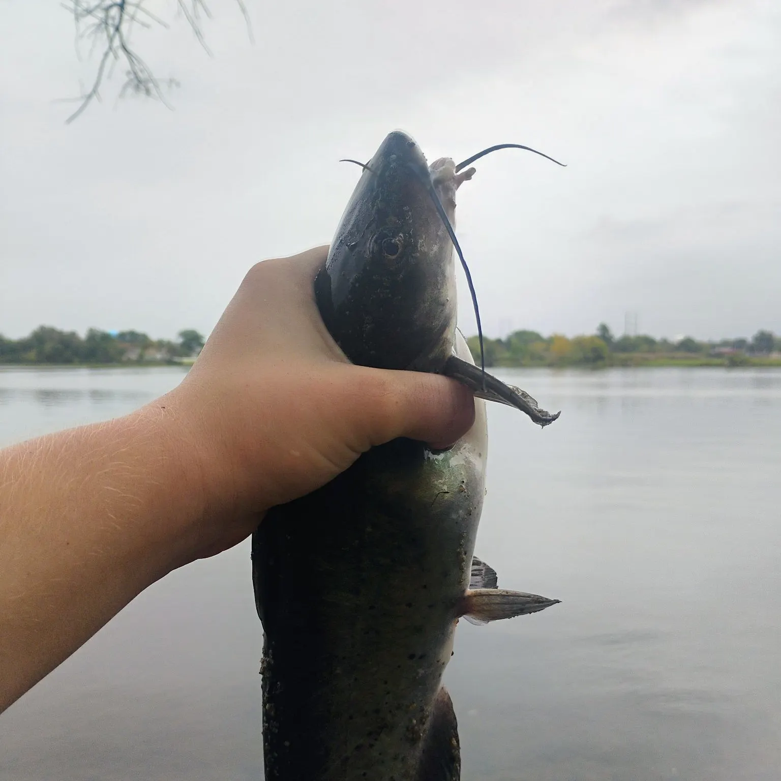 Channel catfish caught on Fishbrain
