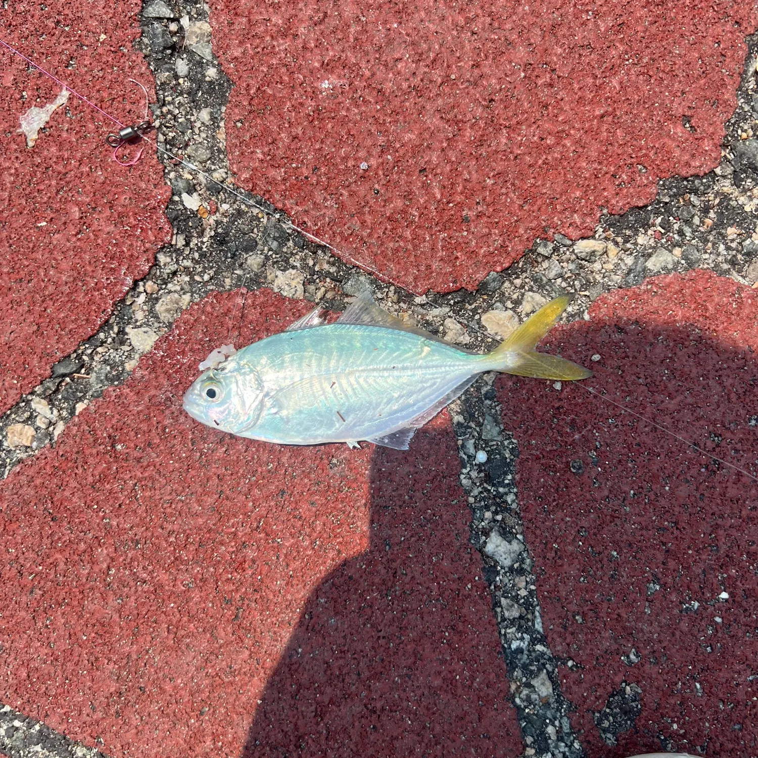 The most recent Razorbelly scad catches on Fishbrain