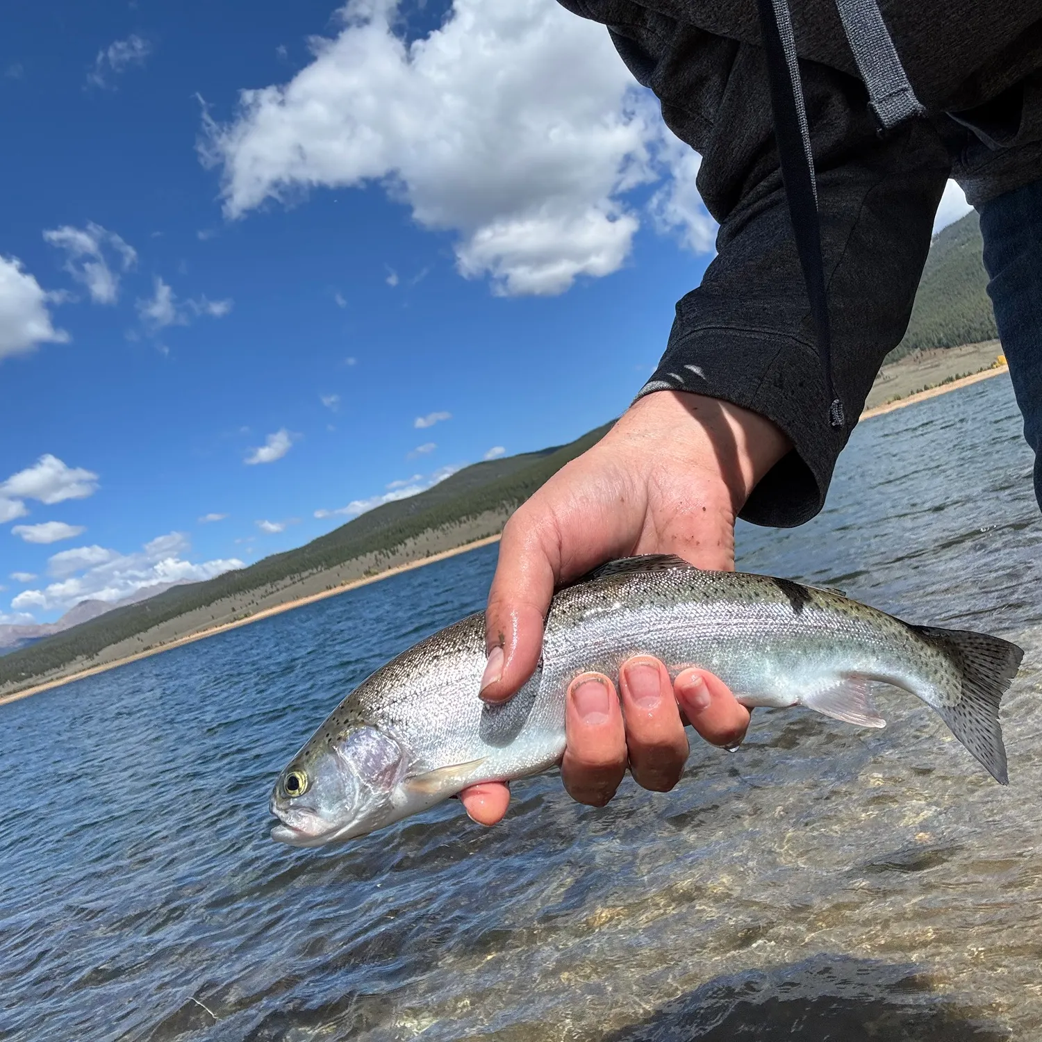 Rainbow trout caught on Fishbrain