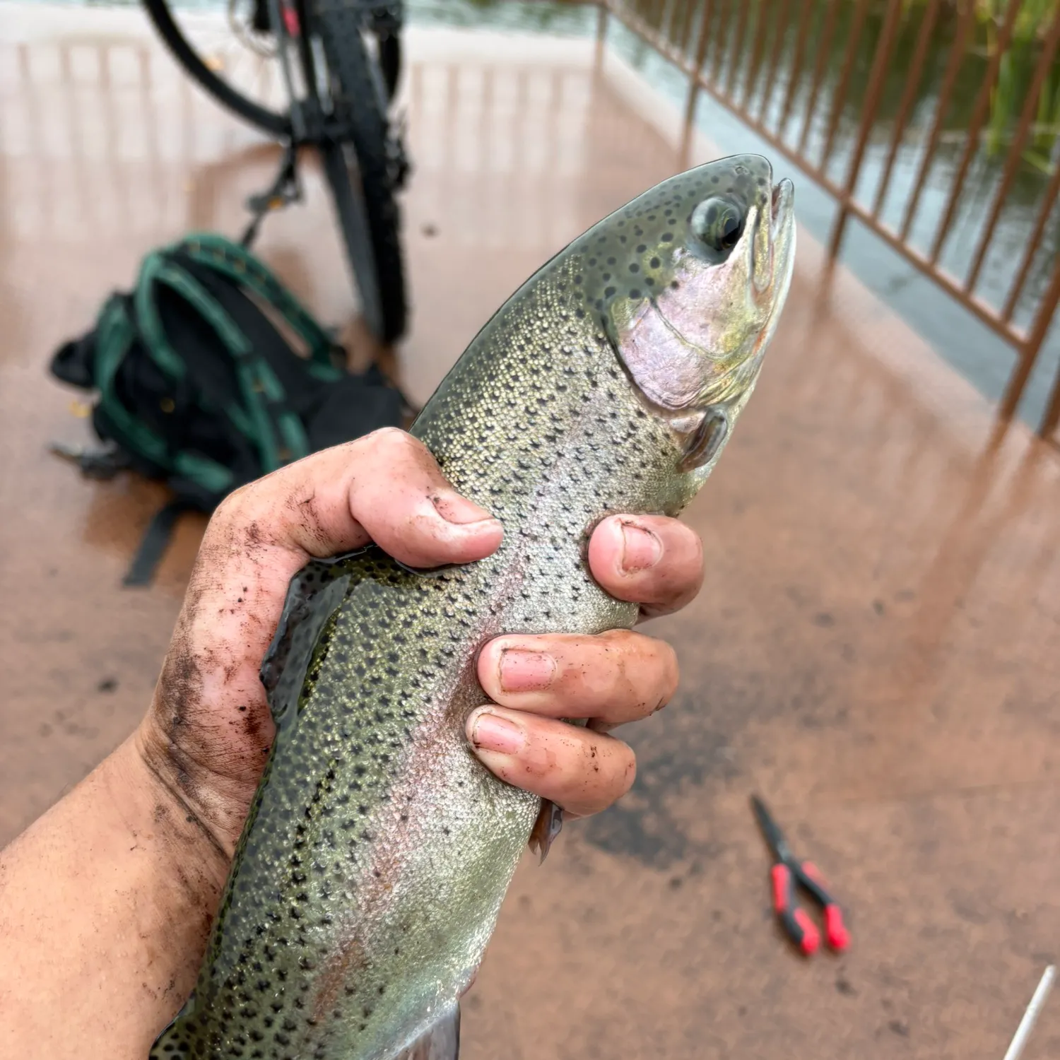 Rainbow trout caught on Fishbrain