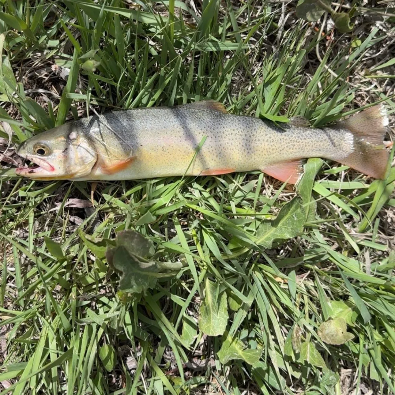 The most recent Snake River fine-spotted cutthroat trout catches on Fishbrain