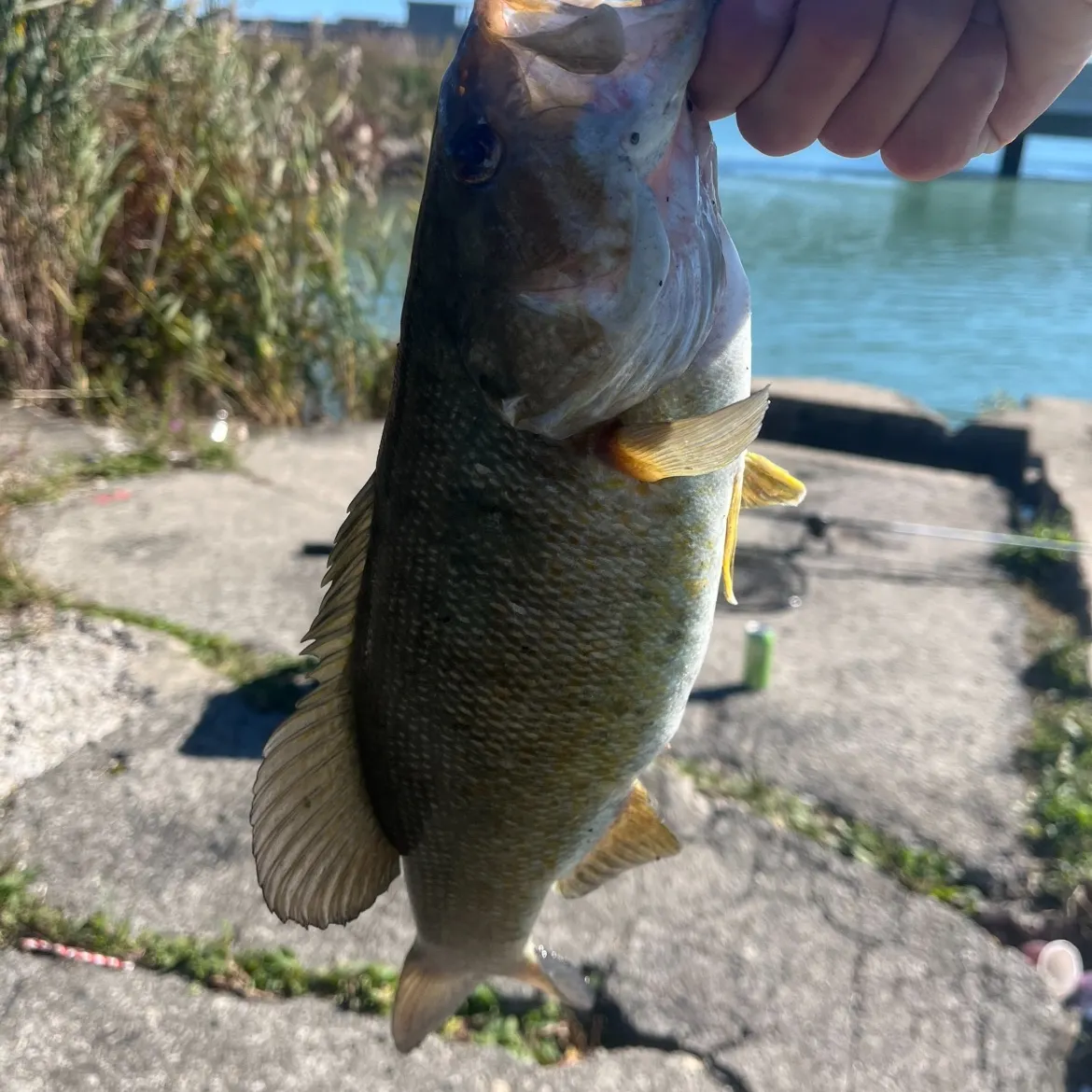 Smallmouth bass caught on Fishbrain