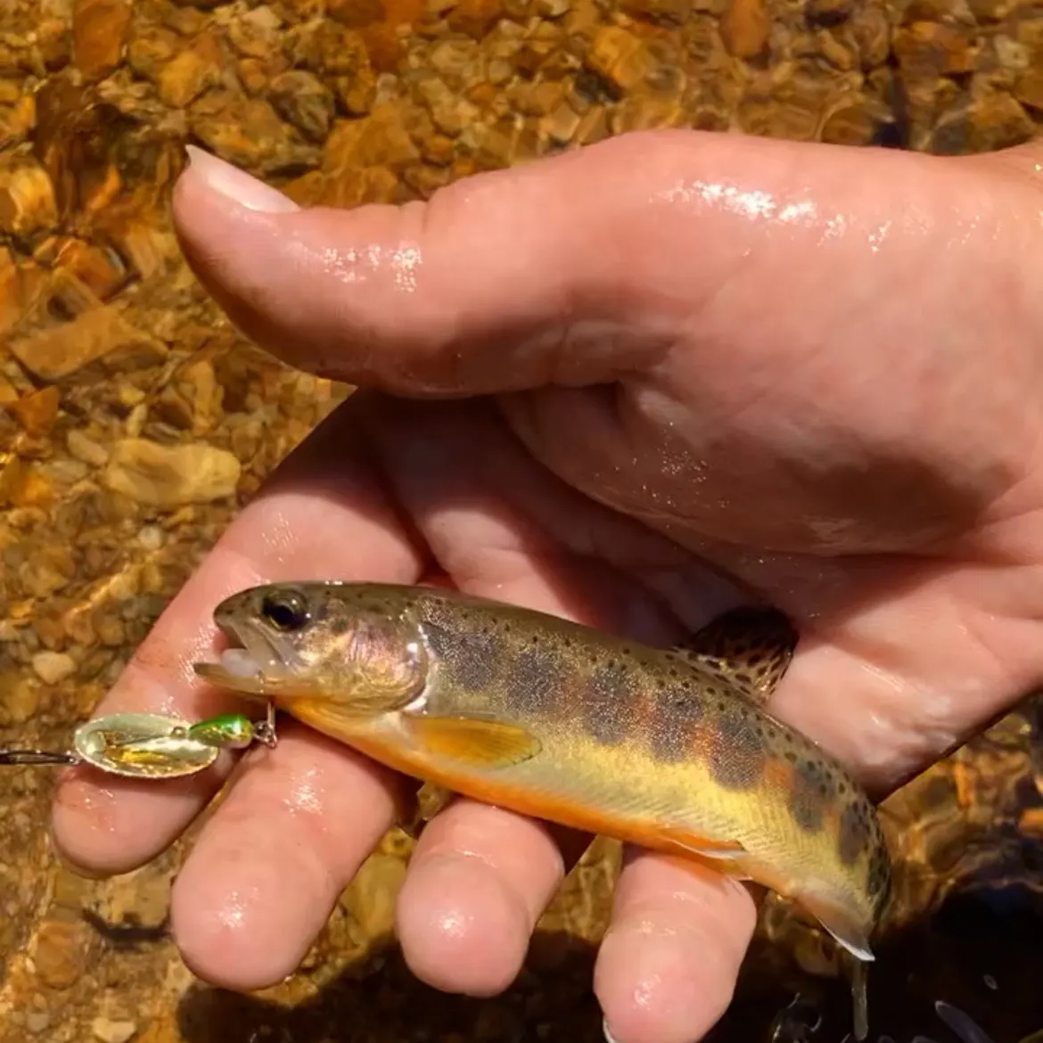 The most recent Golden trout catches on Fishbrain