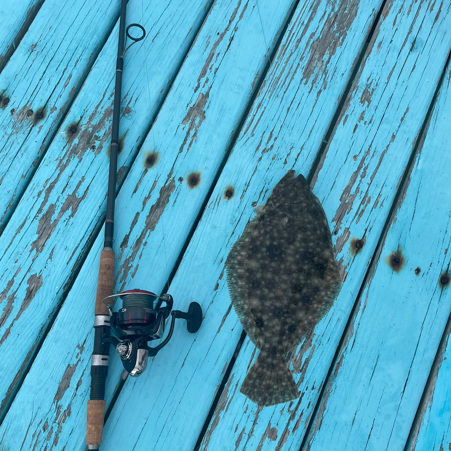Summer flounder caught on Fishbrain