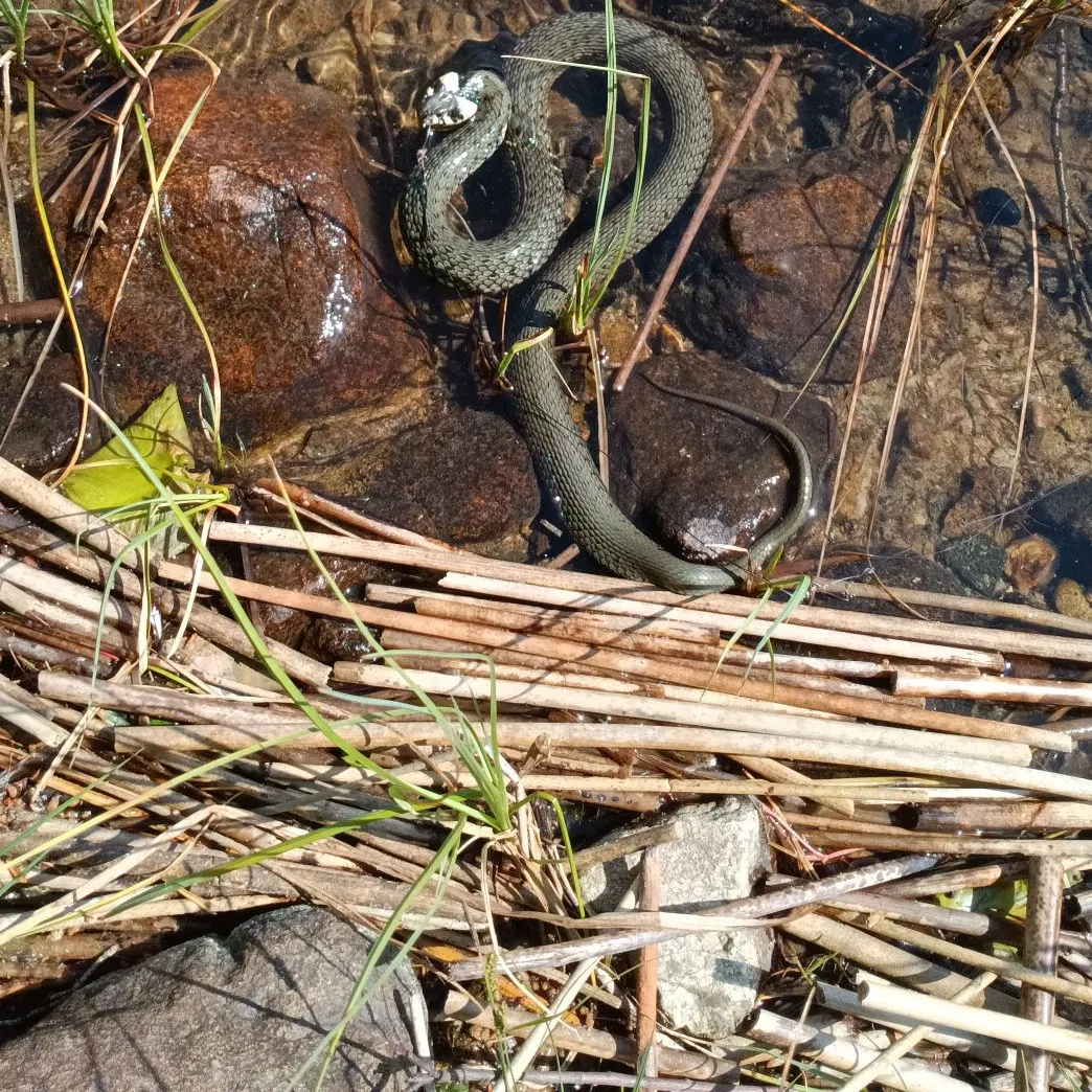 The most recent European eel catches on Fishbrain