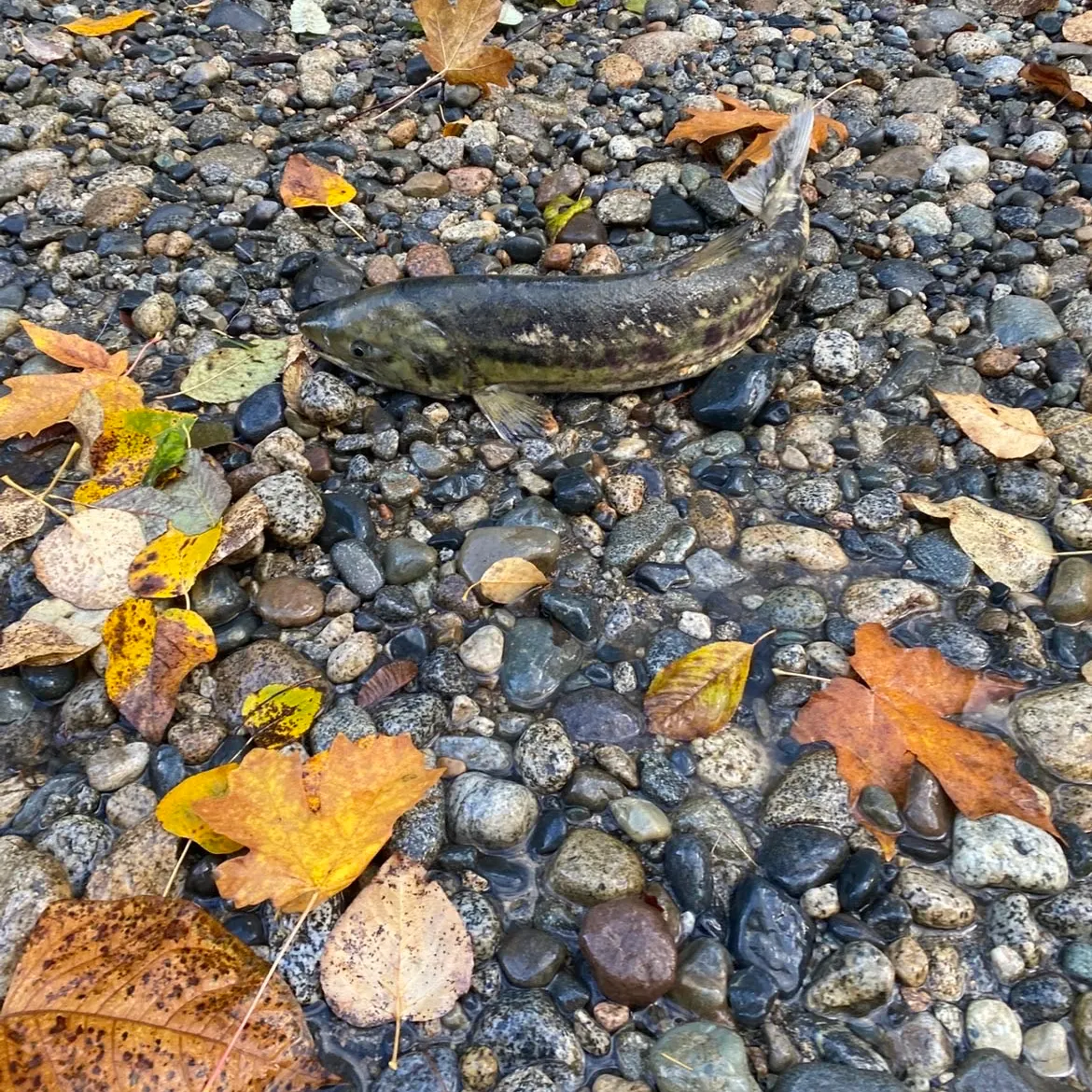 The most recent Chum salmon catches on Fishbrain