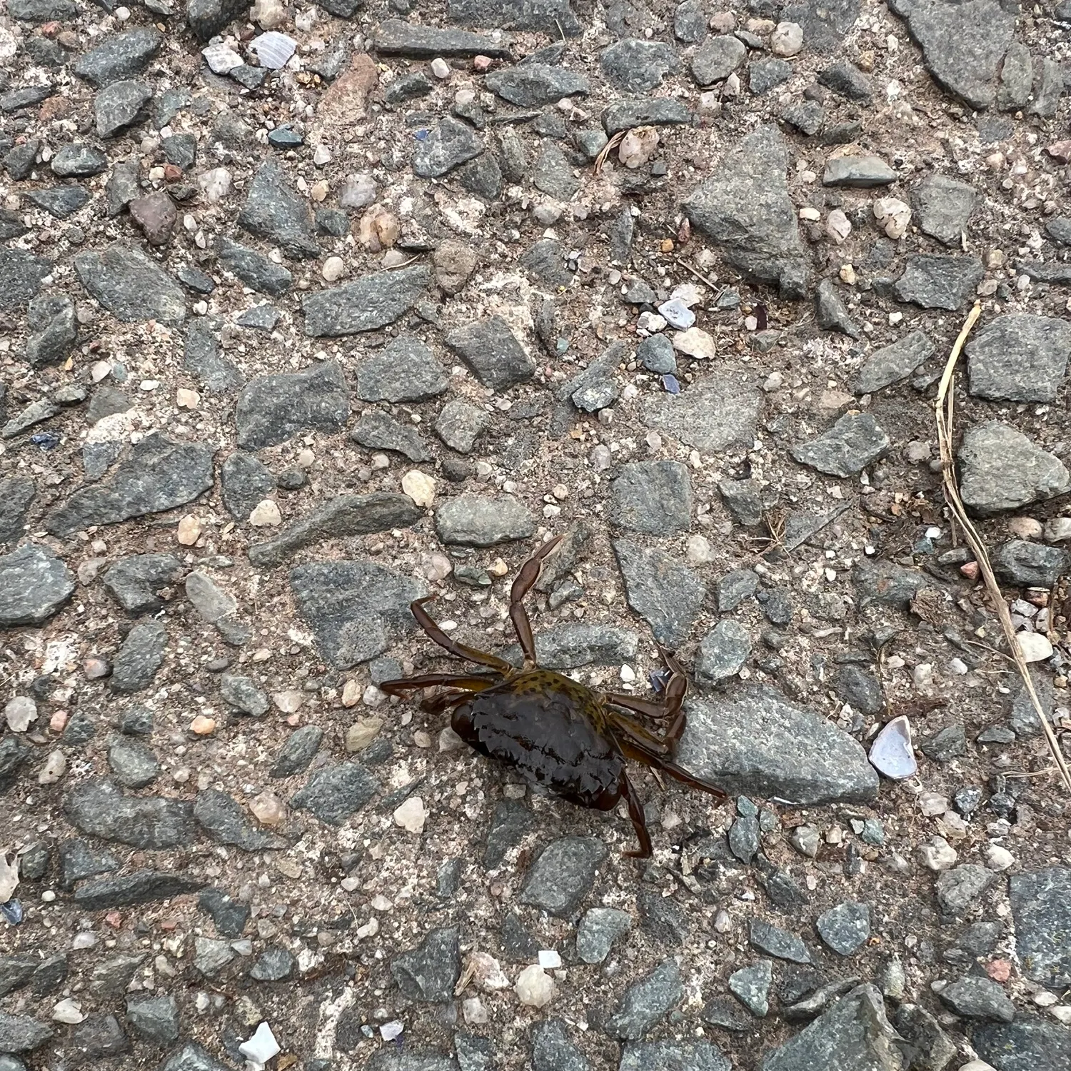 The most recent Pacific rock crab catches on Fishbrain