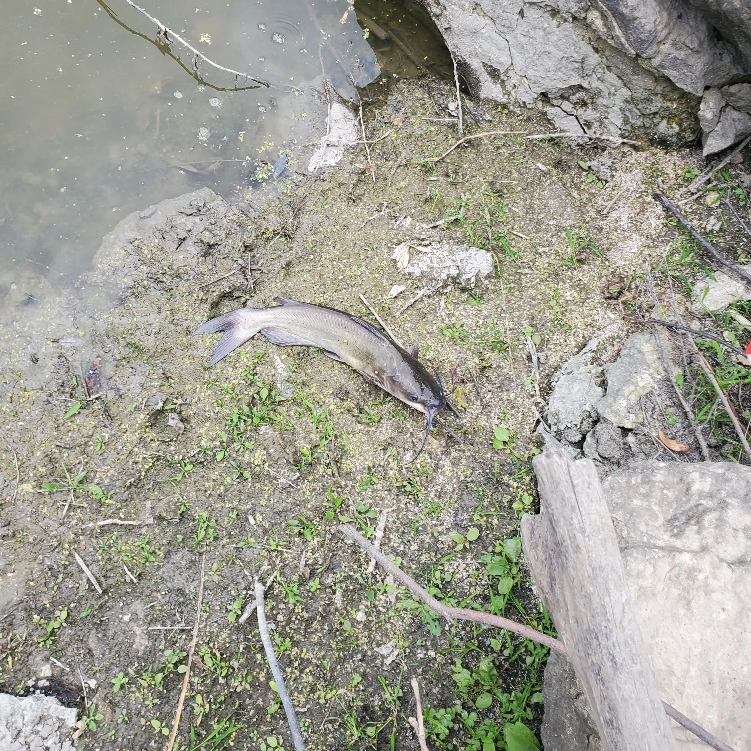 Channel catfish caught on Fishbrain