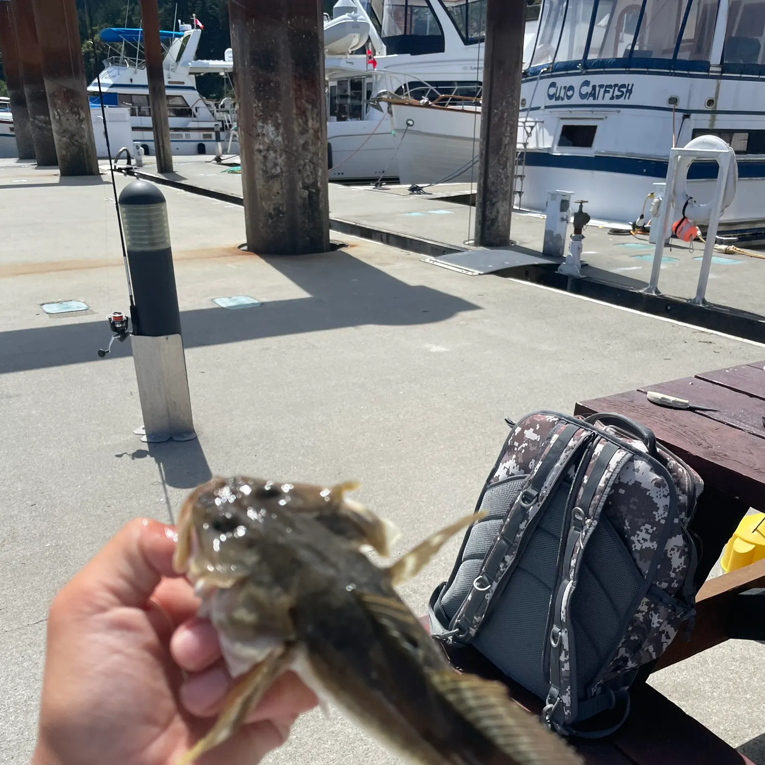 The most recent Pacific staghorn sculpin catches on Fishbrain