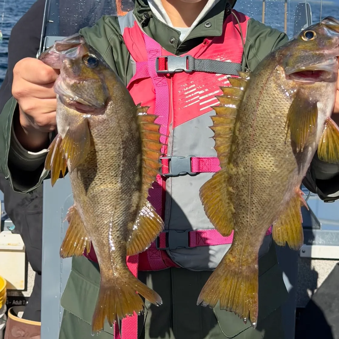The most recent Yellowtail rockfish catches on Fishbrain