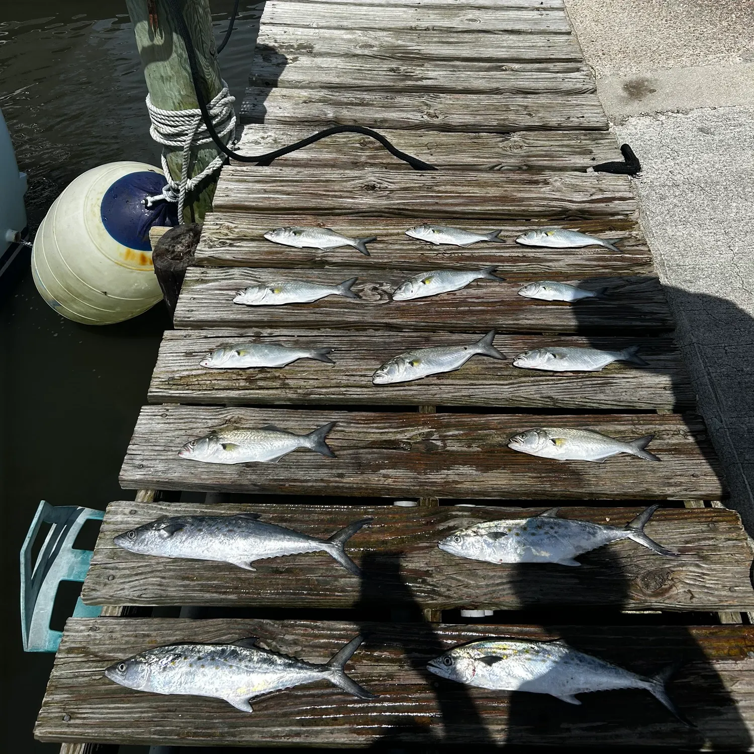 recently logged catches