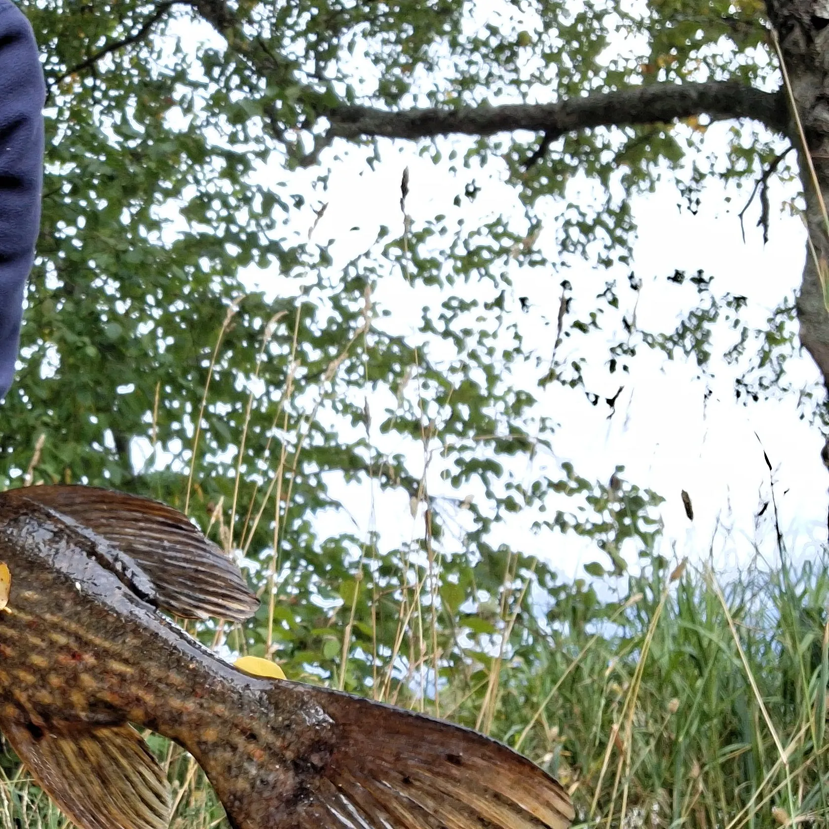 Northern pike caught on Fishbrain