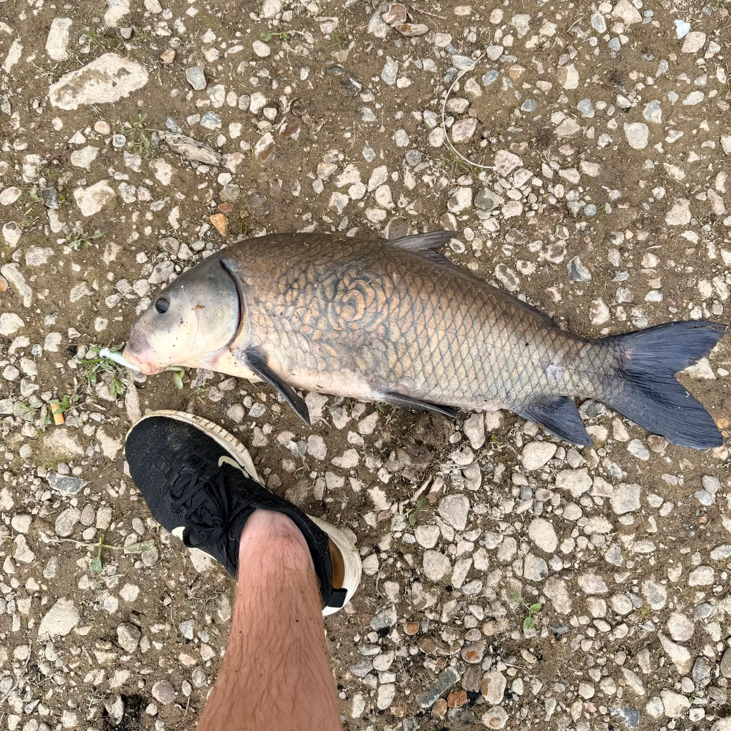 The most recent Black buffalo catches on Fishbrain