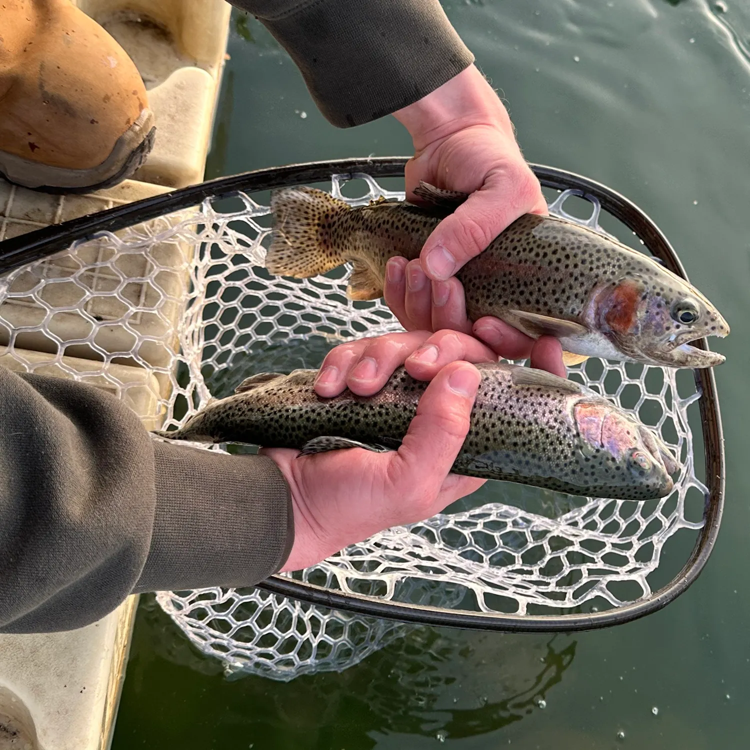 The most recent Cutbow catches on Fishbrain