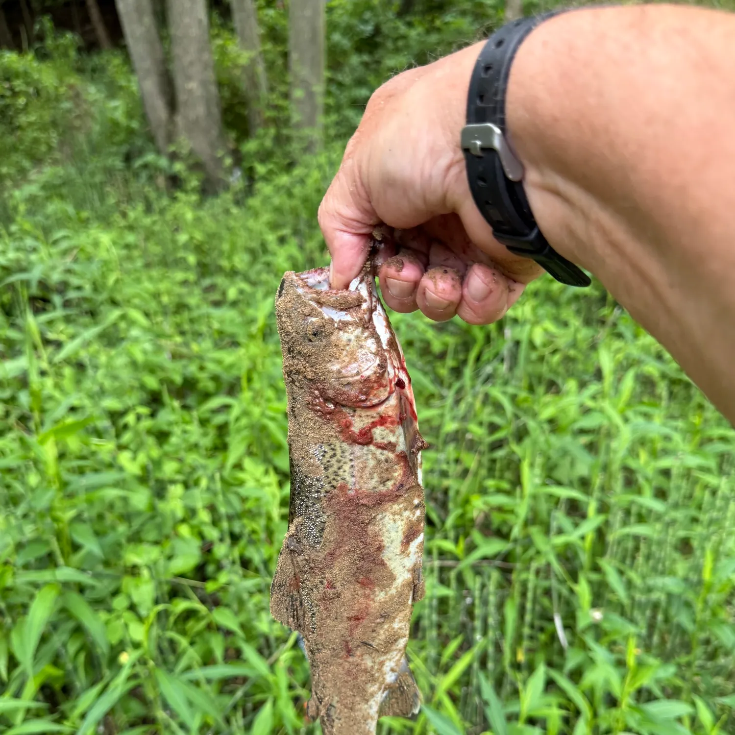 catch