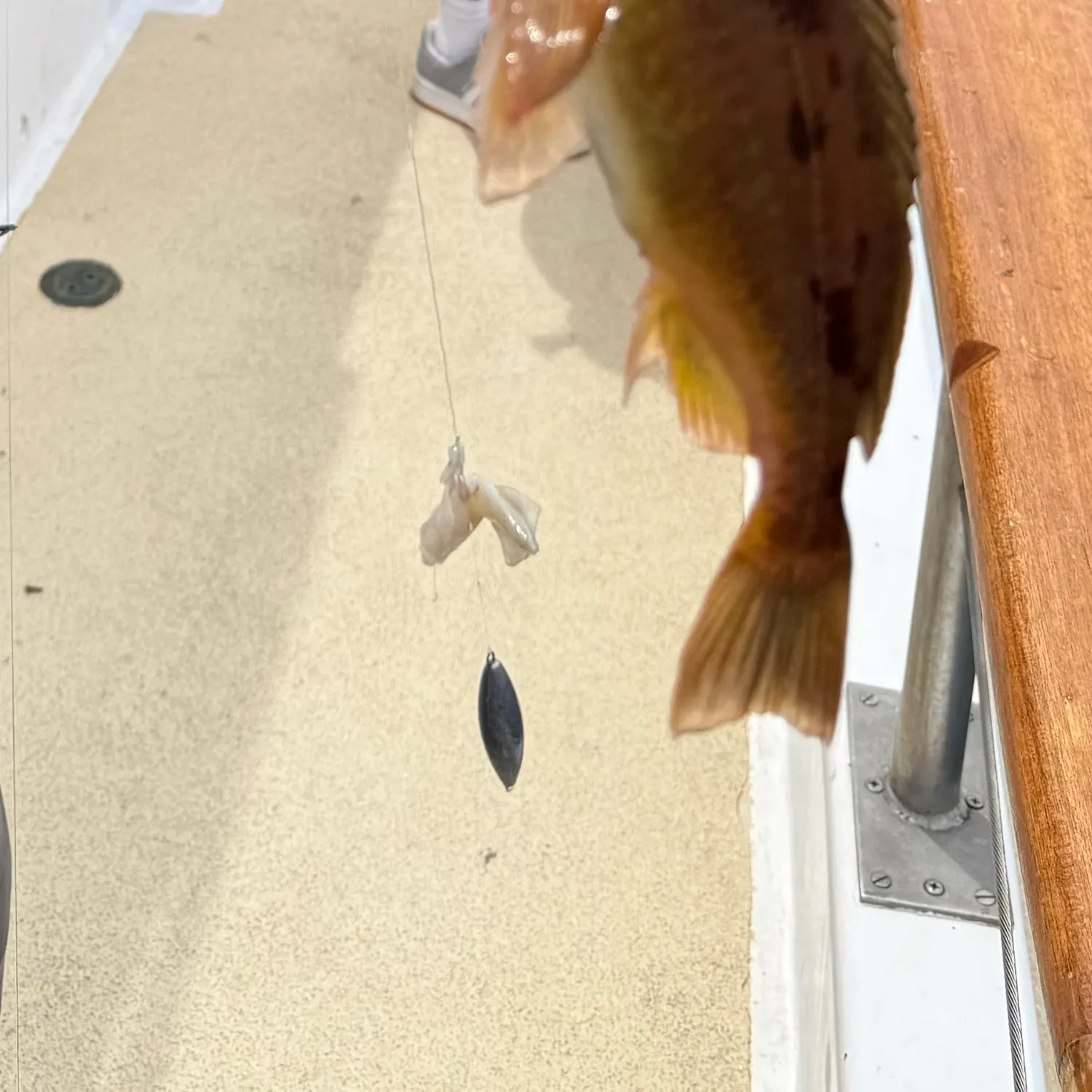 The most recent Squarespot rockfish catches on Fishbrain