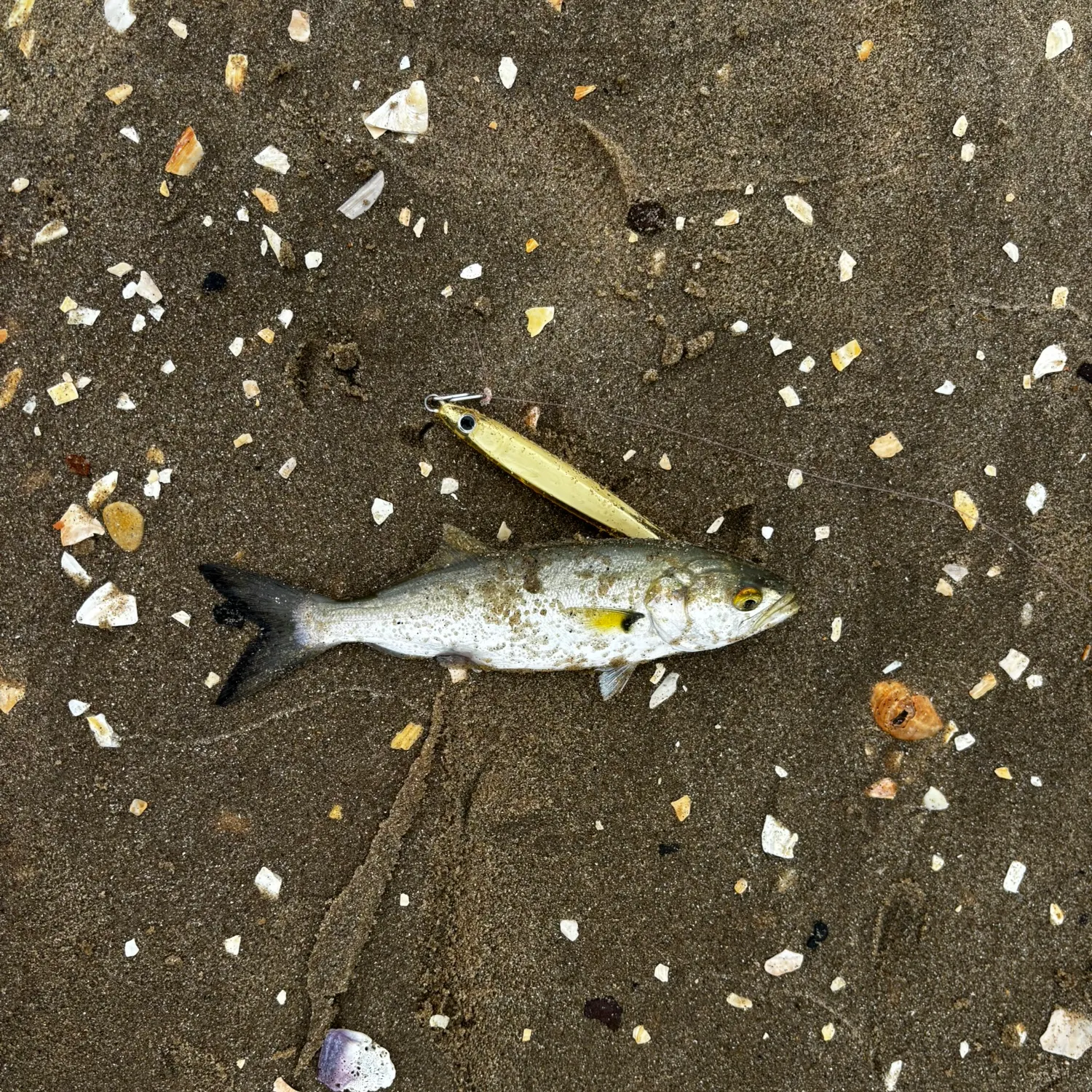 Bluefish caught on Fishbrain