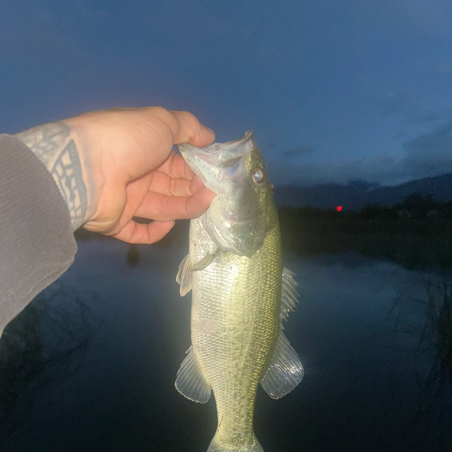 Largemouth bass caught on Fishbrain